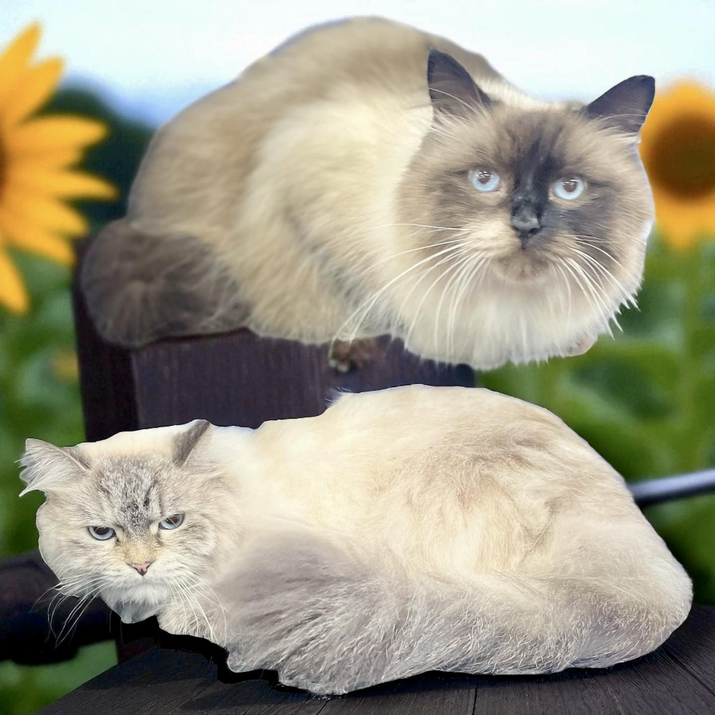 Kitty Cuts Grooming New Baltimore