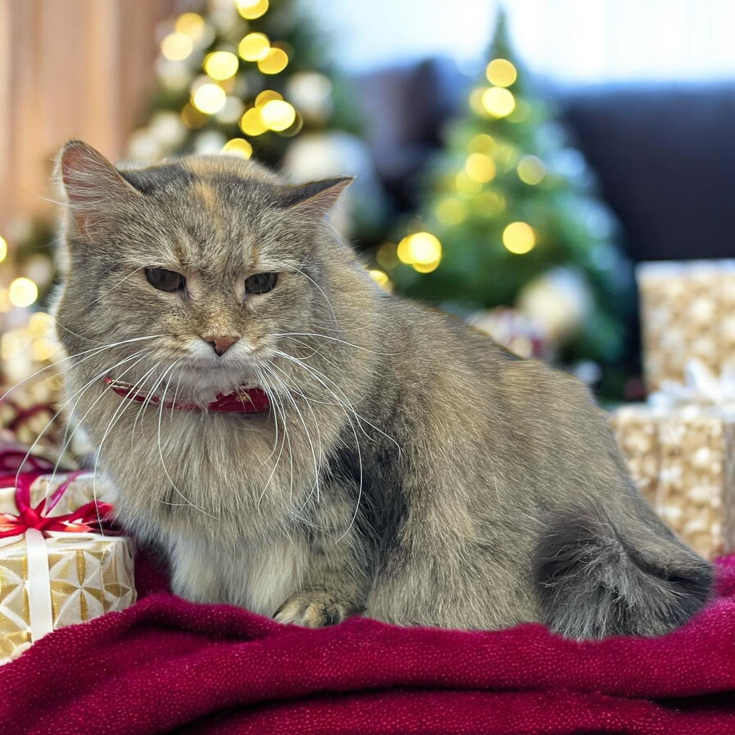 Kitty Cuts Grooming New Baltimore