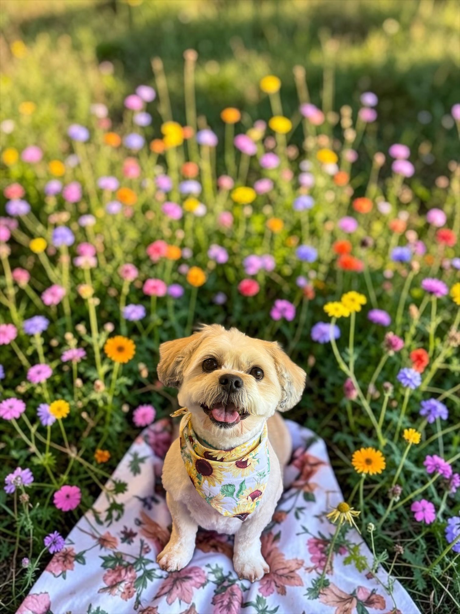 DOG CUTS, LLC