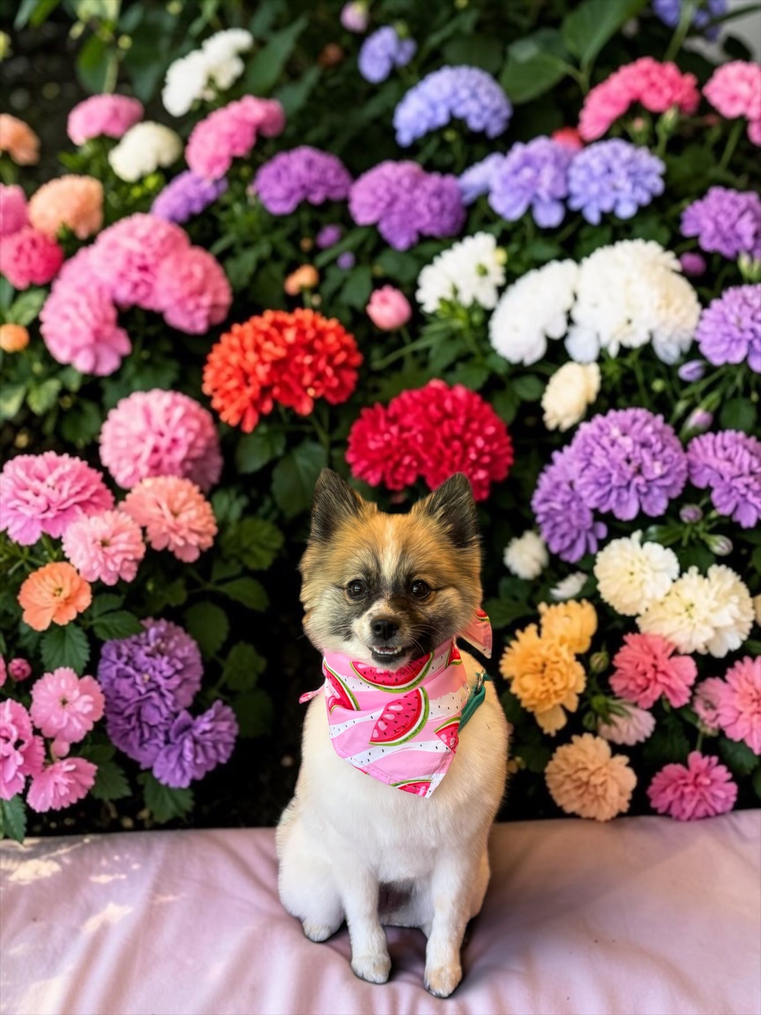 DOG CUTS, LLC