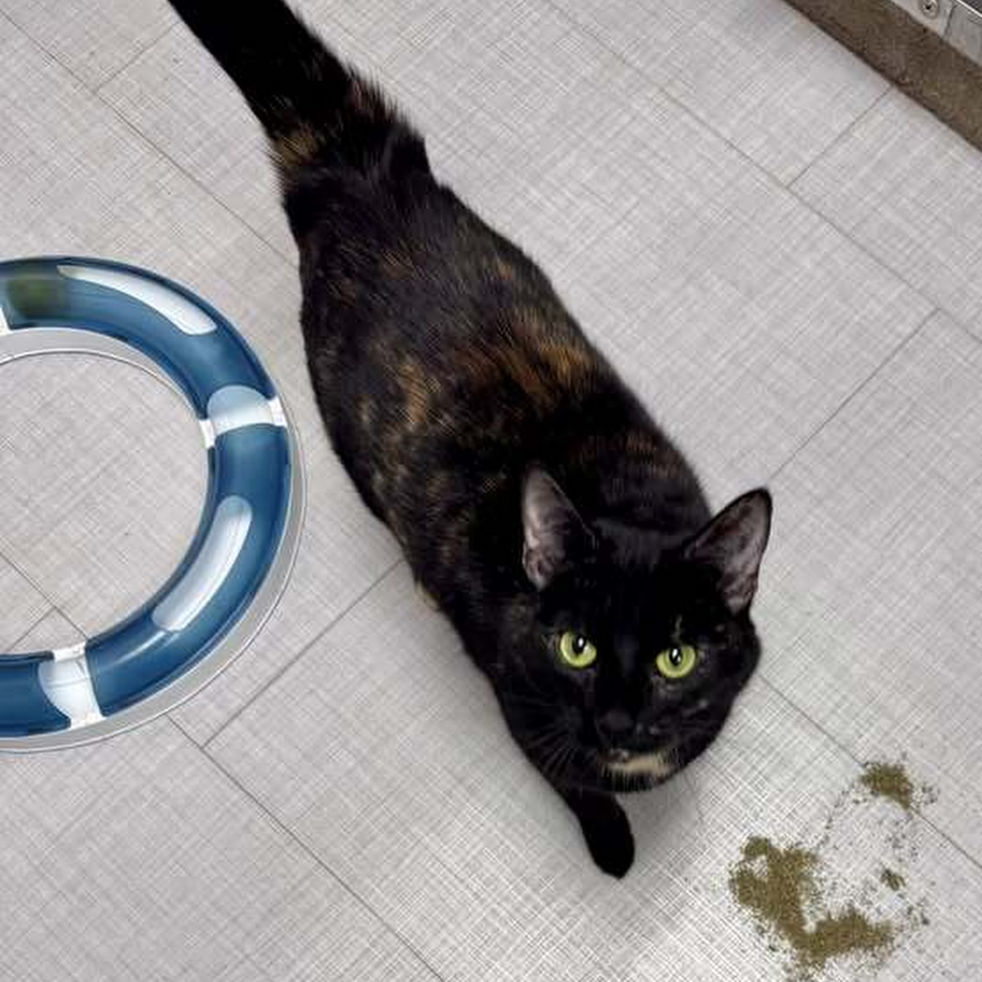 New Buffalo Animal Hospital, Inc. New Buffalo