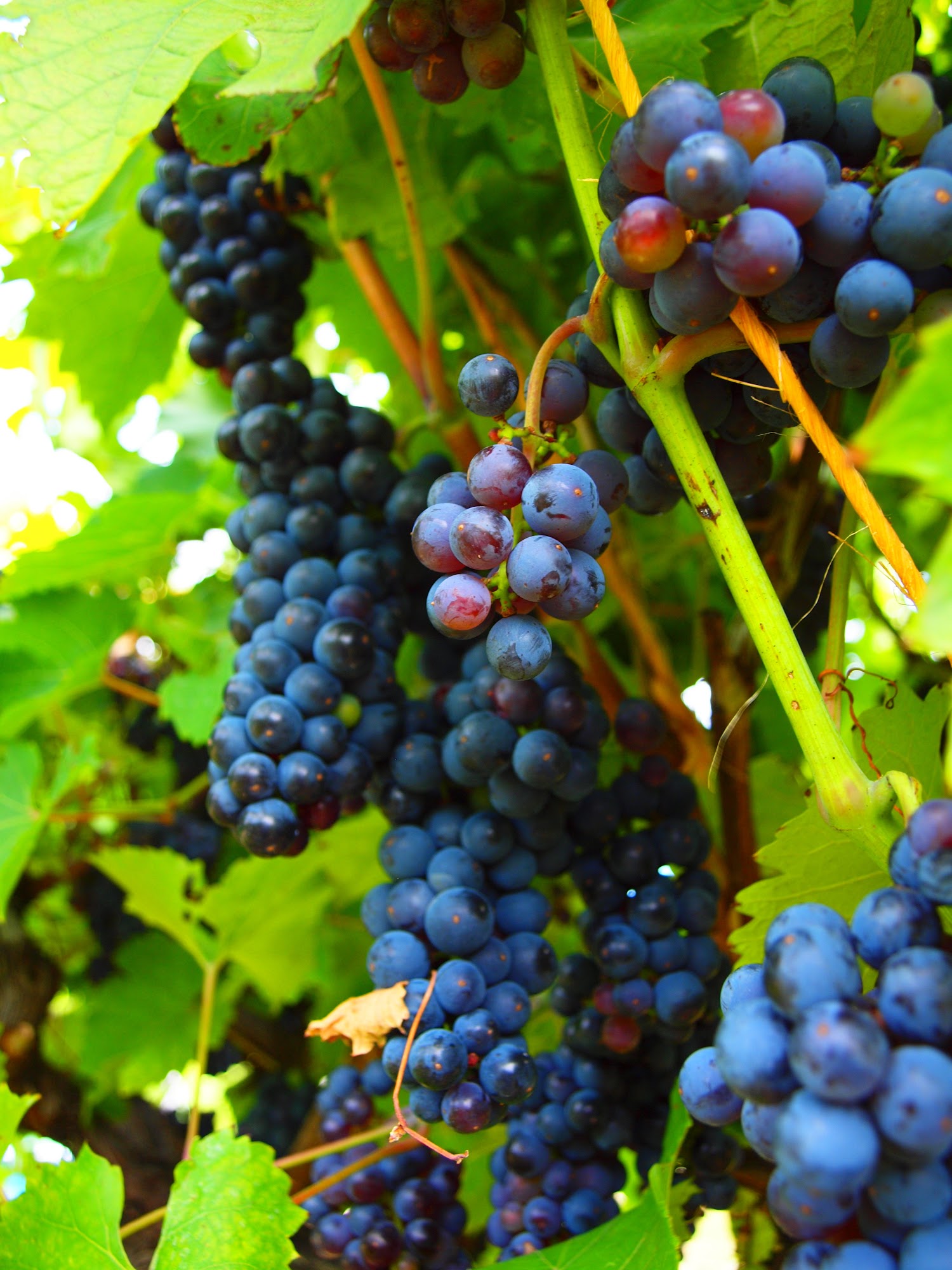 Oceana Winery & Vineyard New Era