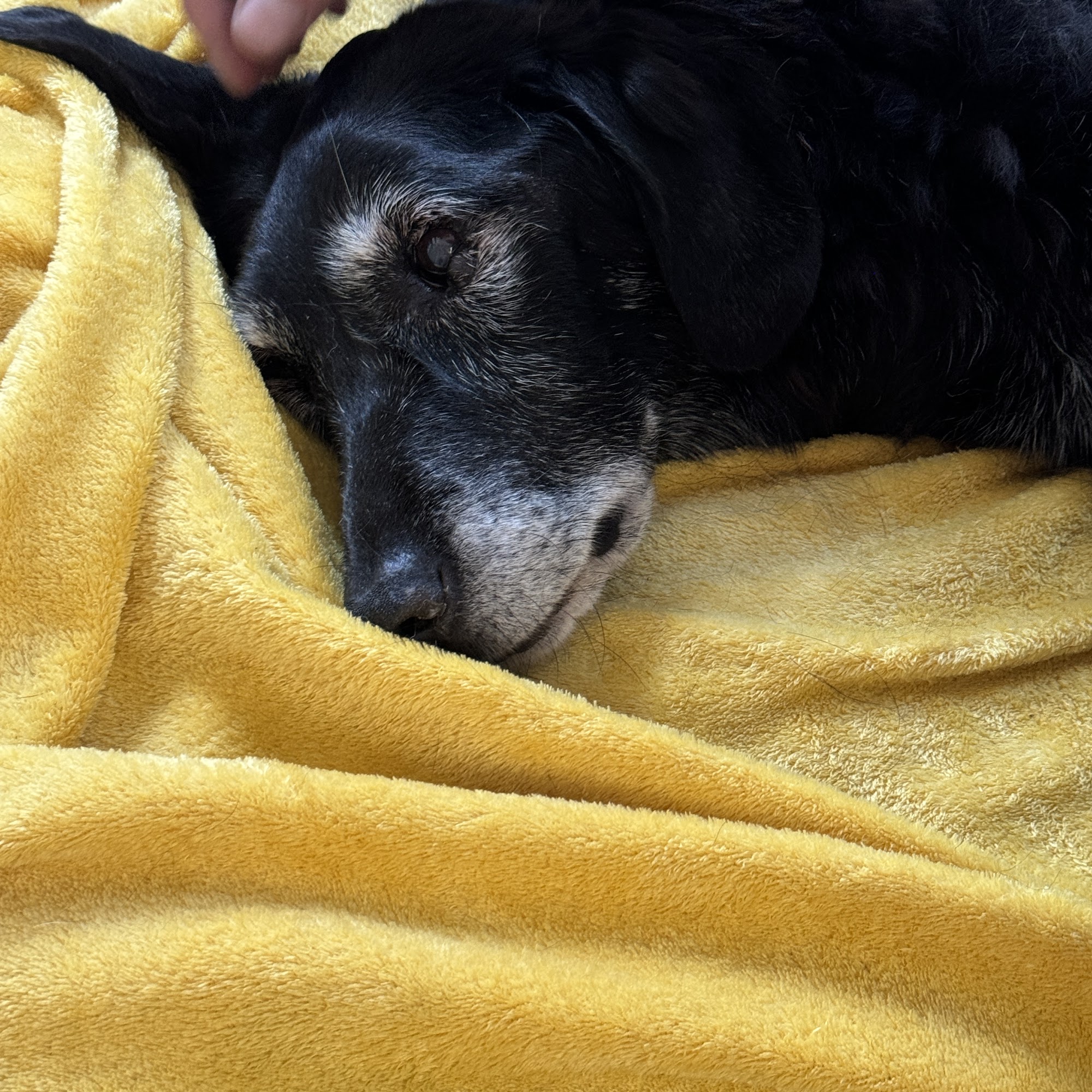 Newaygo Veterinary Services Newaygo