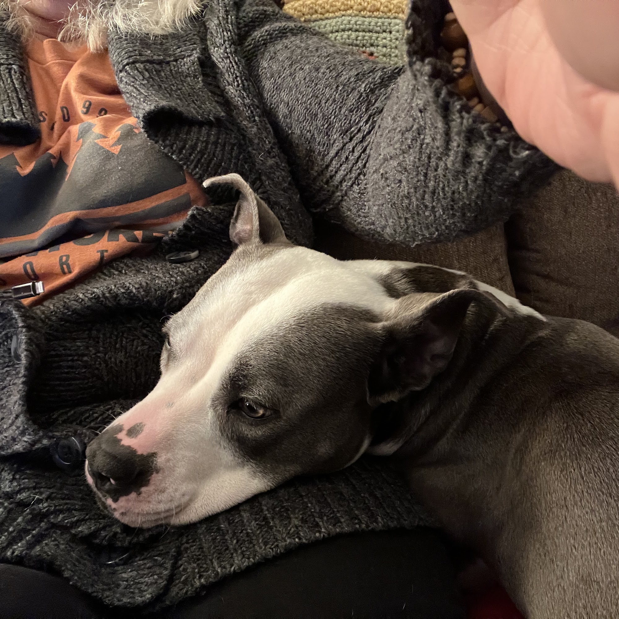 Ark Animal Clinic Newport