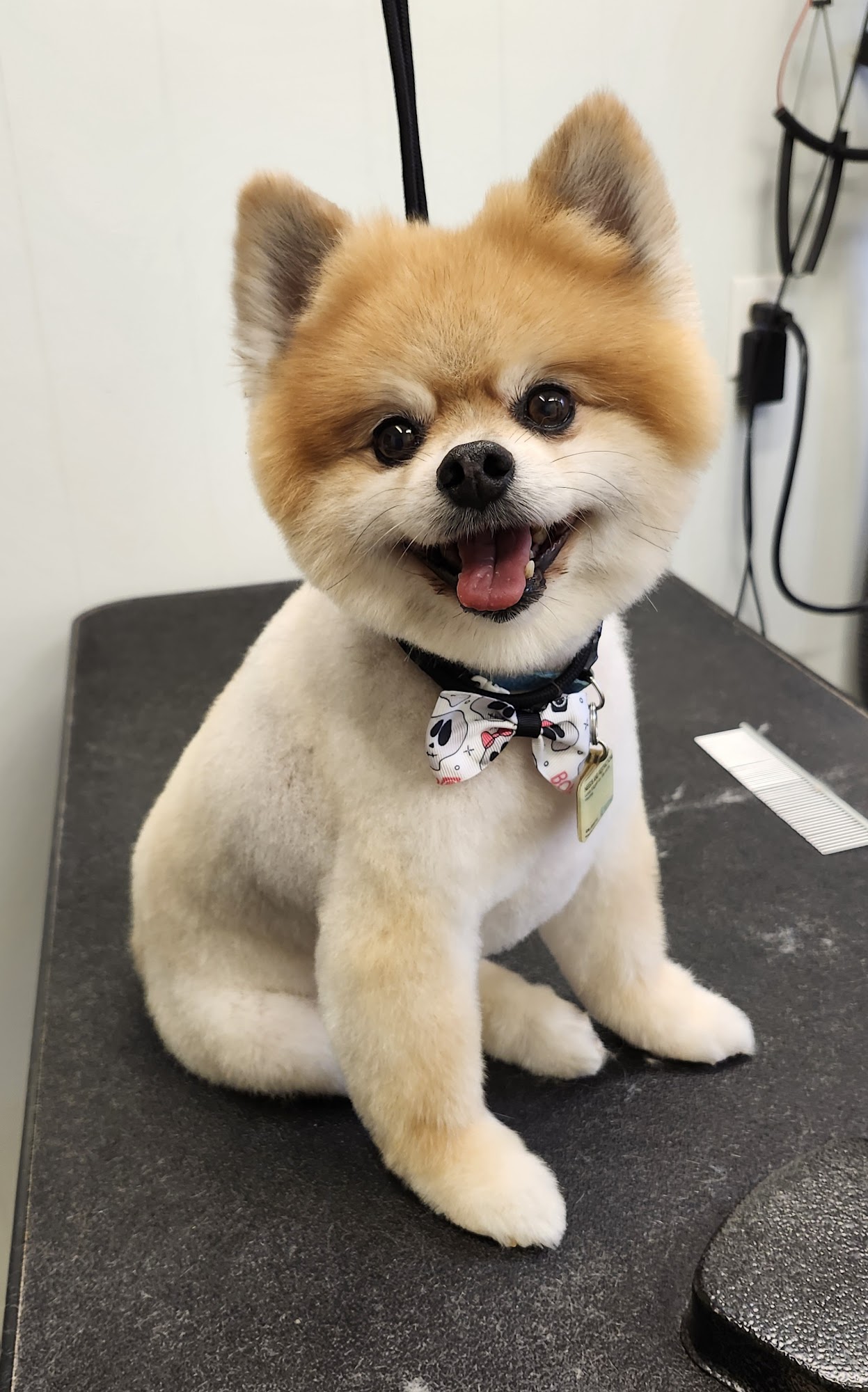 Newport Paws Pet Salon Newport