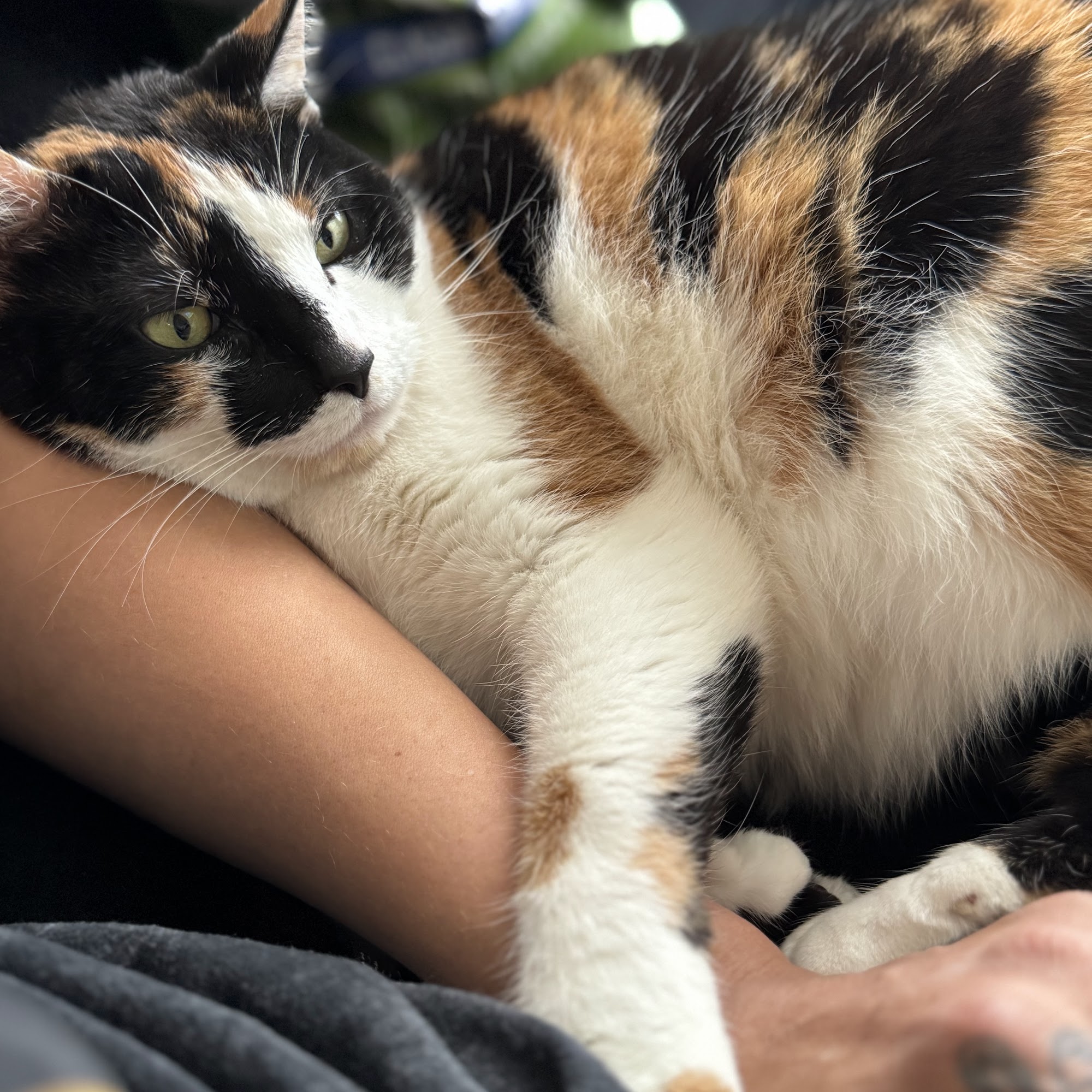 River Valley Veterinary Clinic: Helgoth Brent DVM Niles