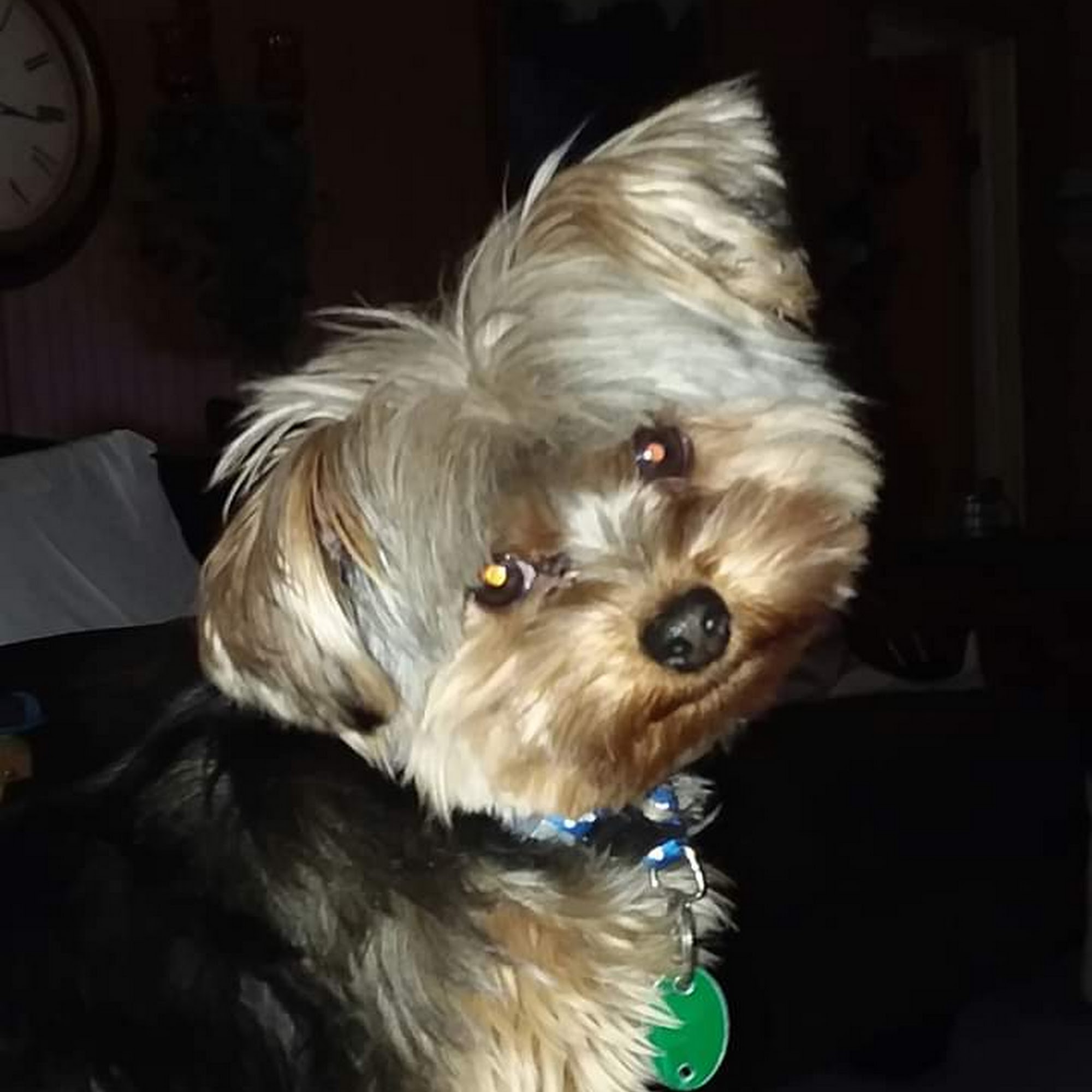 Town & Country Veterinary Niles