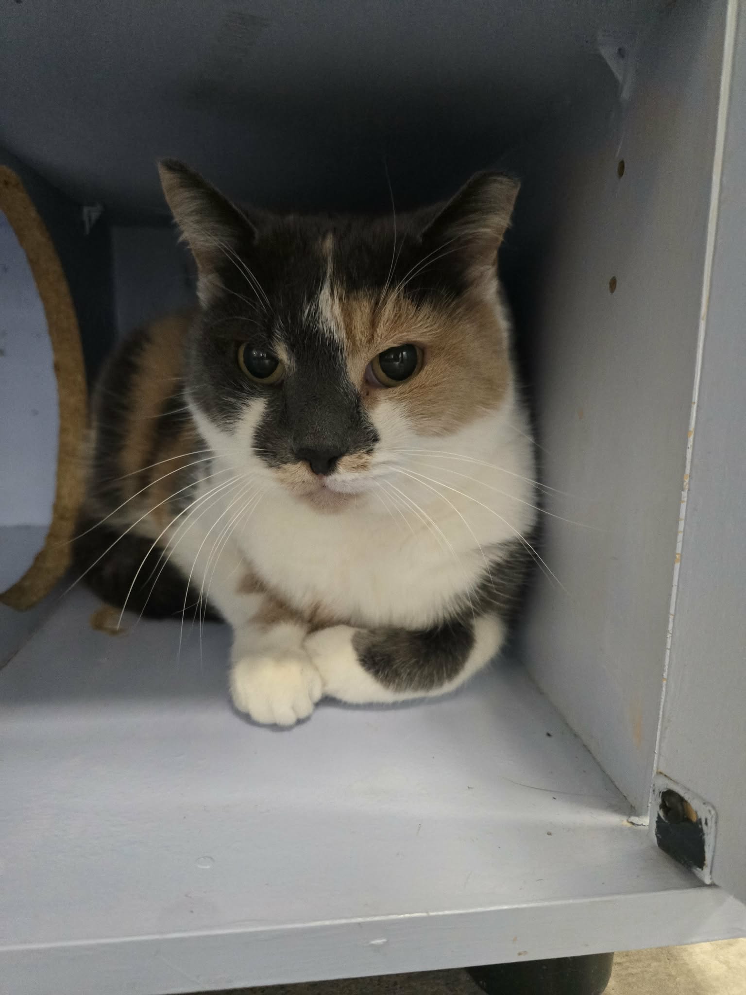 The Cat's Meow Niles