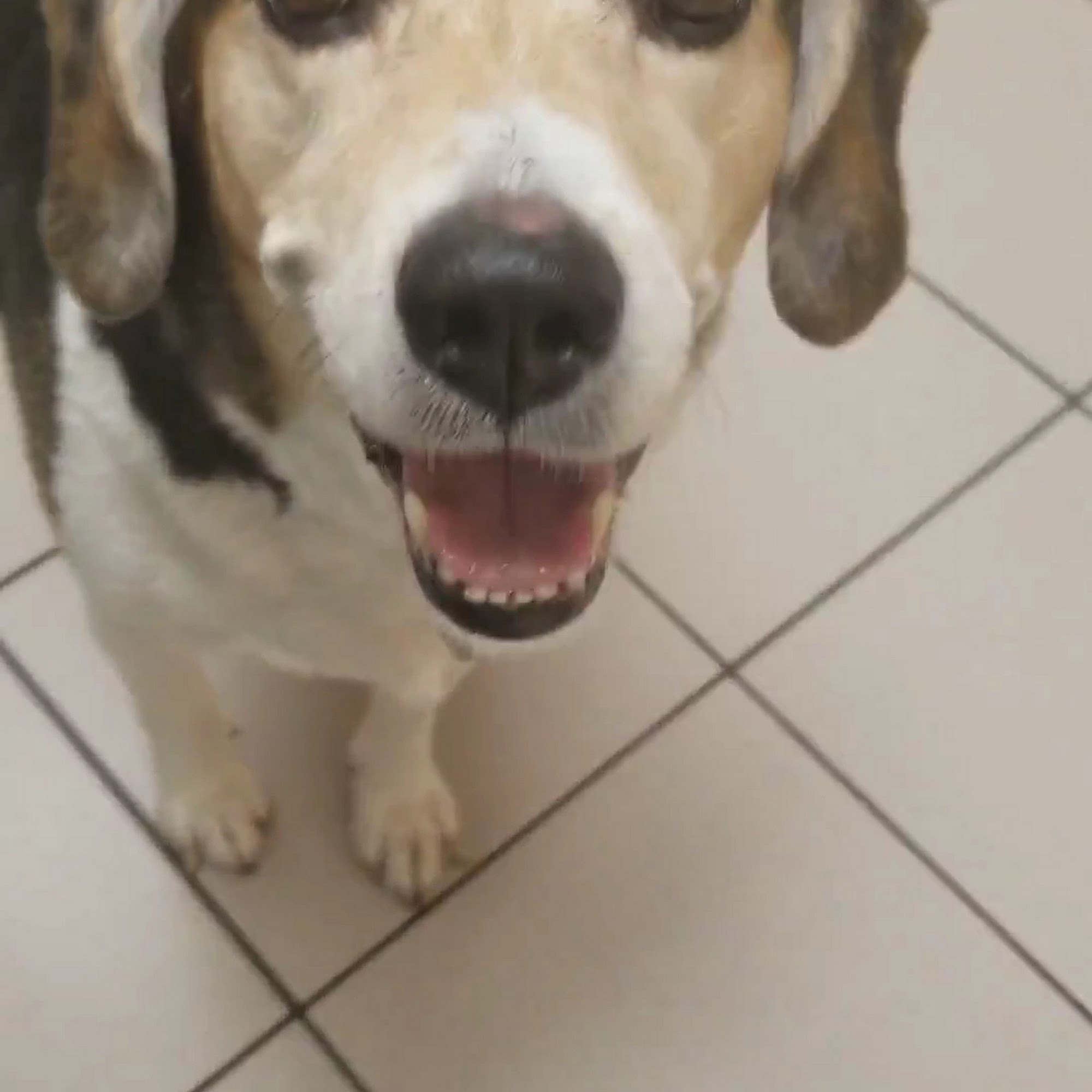 Northside Veterinary Hospital North Muskegon