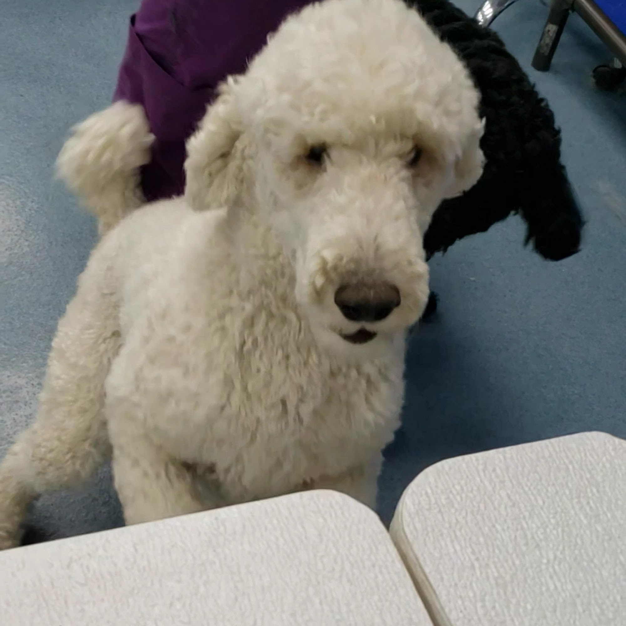 Dog-Gone Beautiful Northville