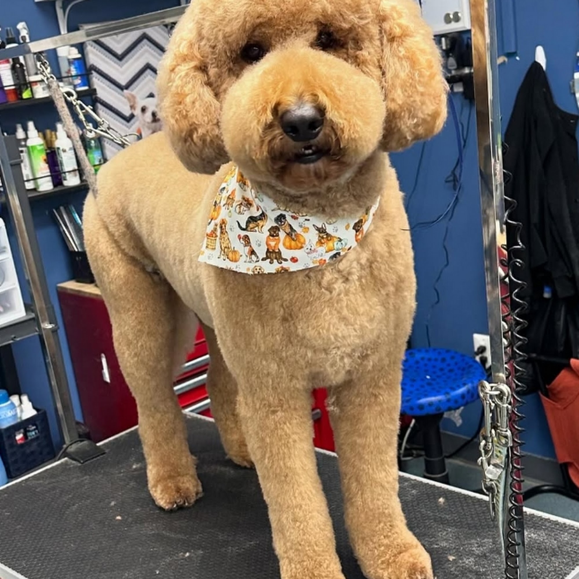 Gotta Love Those Doodles 1059 Novi Rd, Northville Michigan 48167