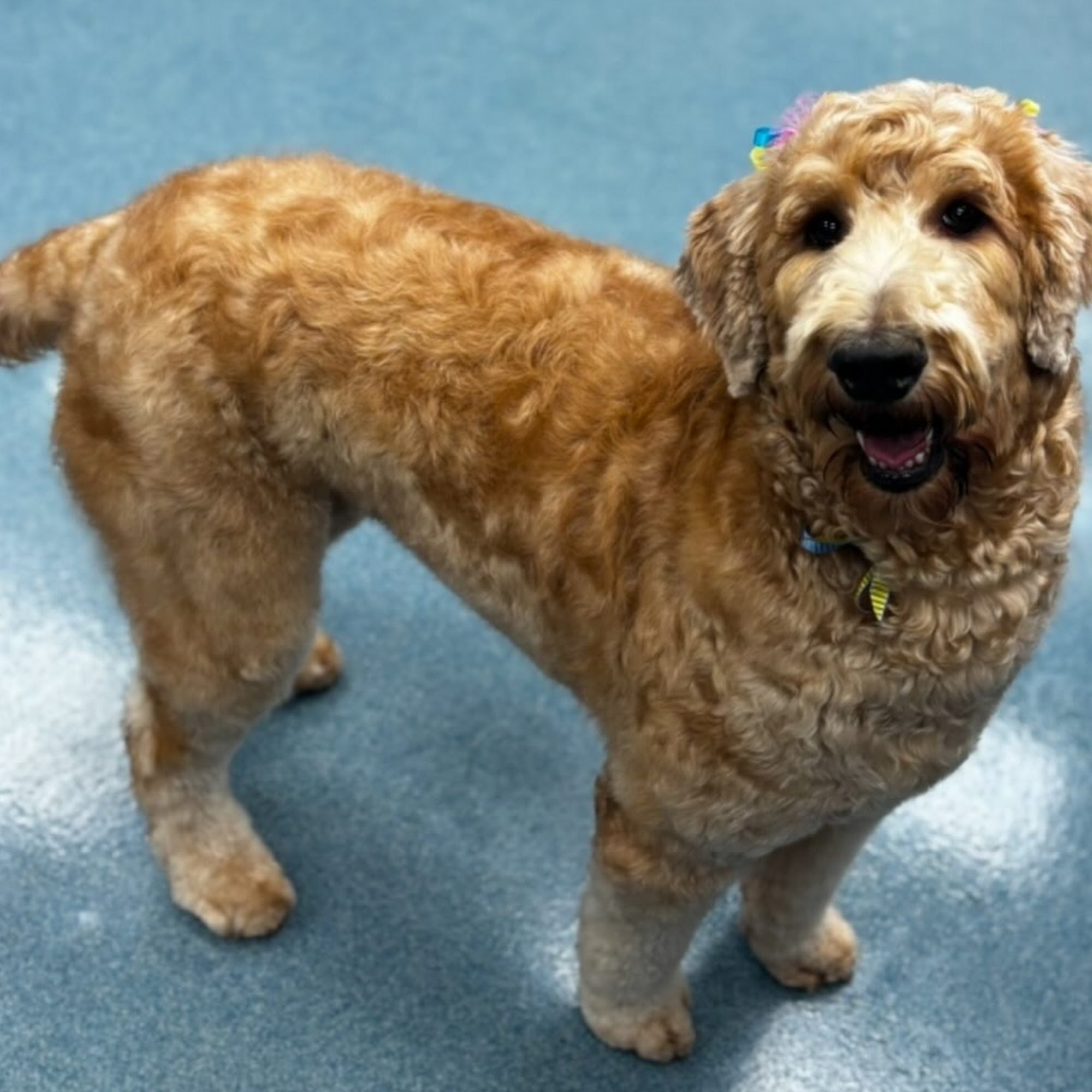 Gotta Love Those Doodles 1059 Novi Rd, Northville Michigan 48167