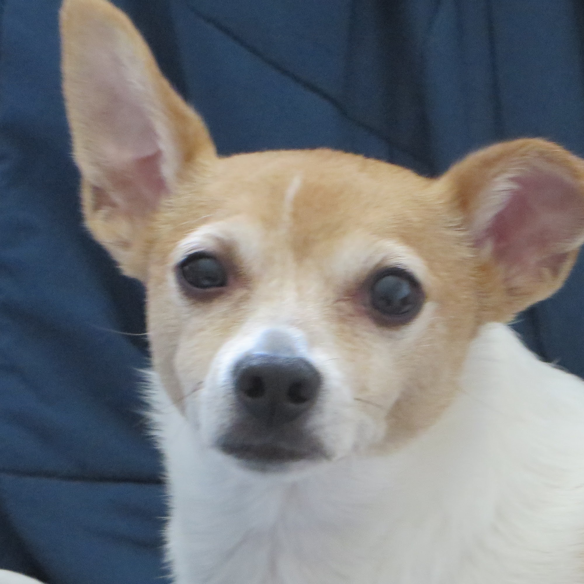 Kaley Park Kennels Norton Shores