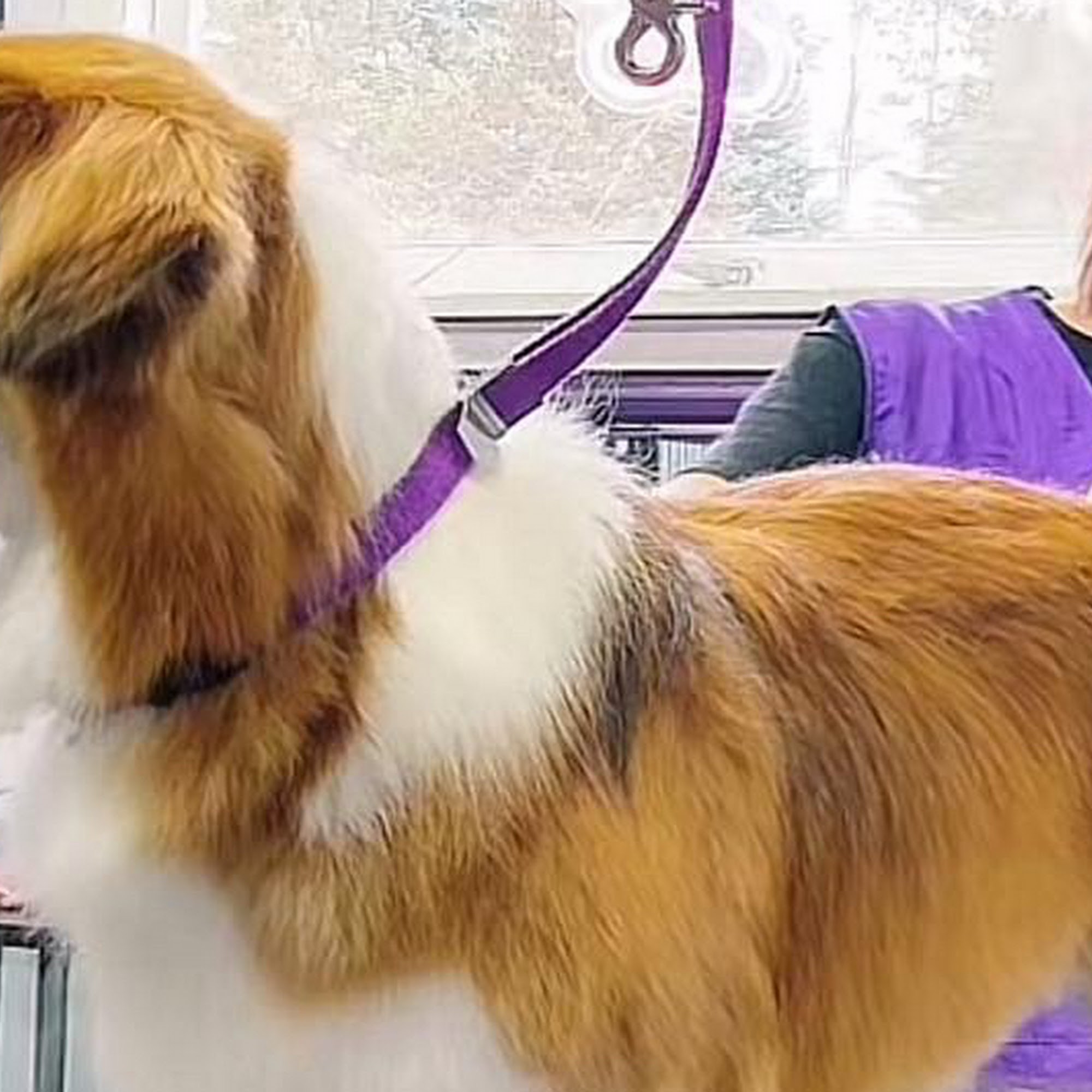 Tender Touch Dog Styling Norway