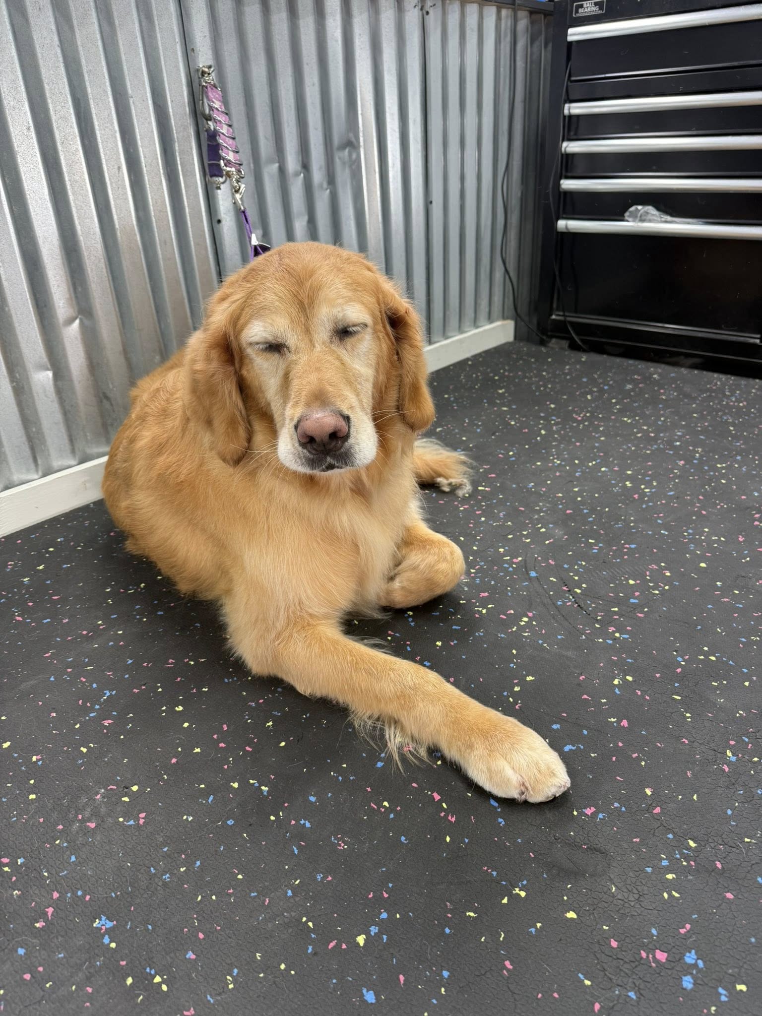 Tender Touch Dog Styling Norway