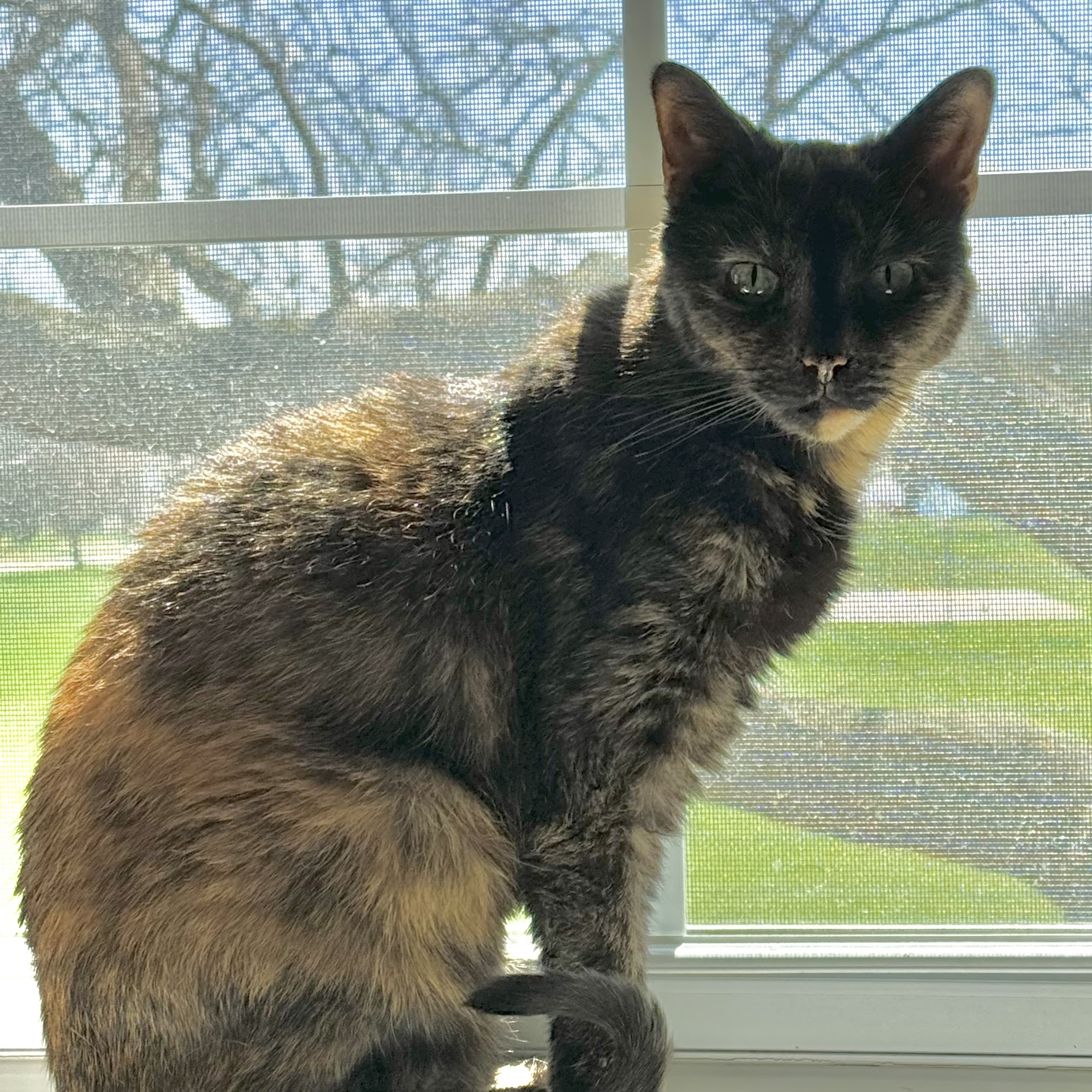 Meadowbrook Veterinary Clinic Novi