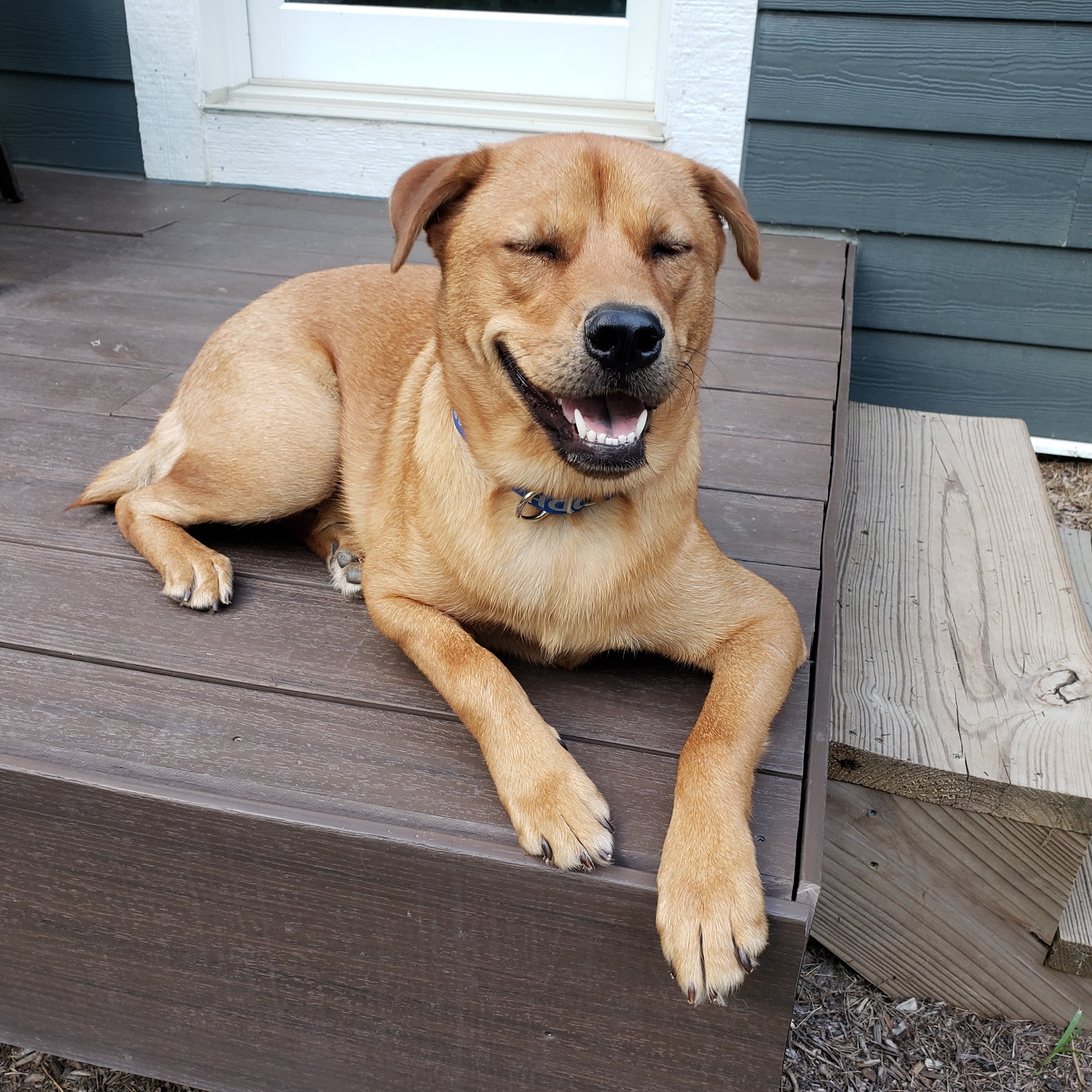 Novi Veterinary Clinic Novi