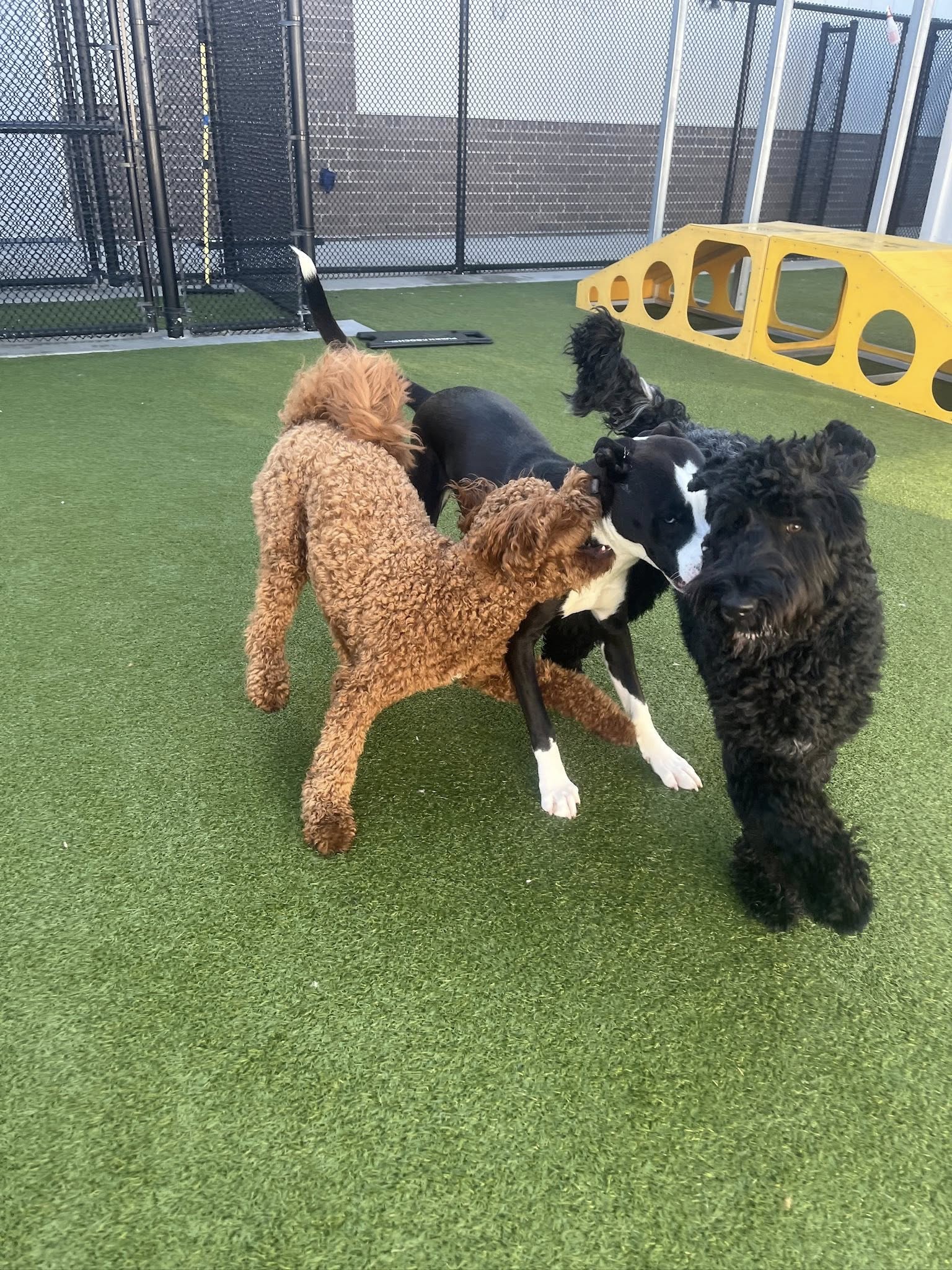 PetSuites Novi Novi