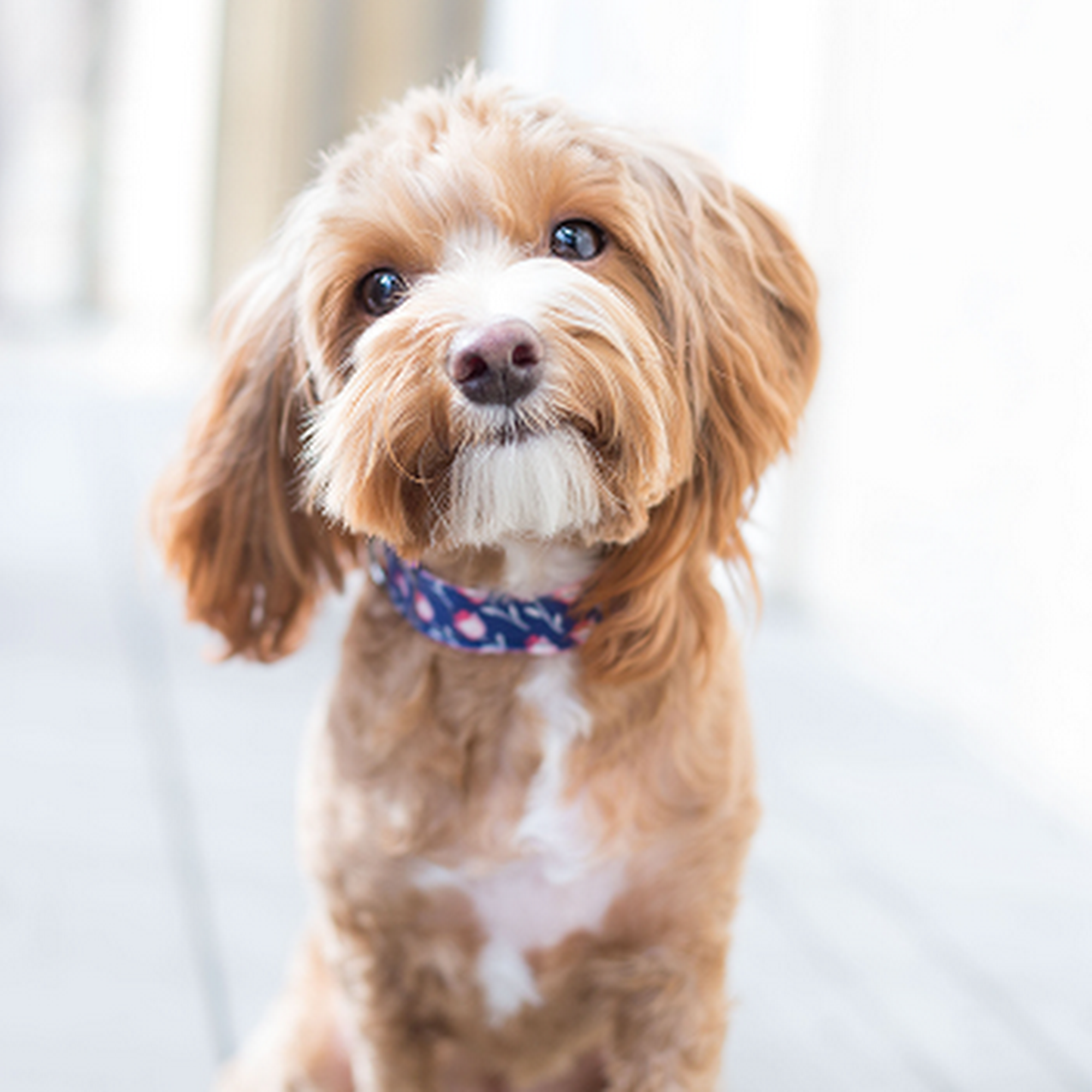 Animal Behavior Consultants of Michigan Novi