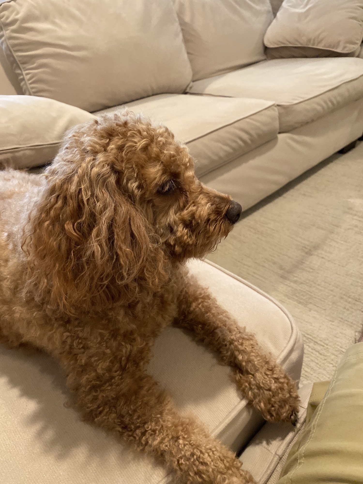 Lifetime Veterinary Care Nunica