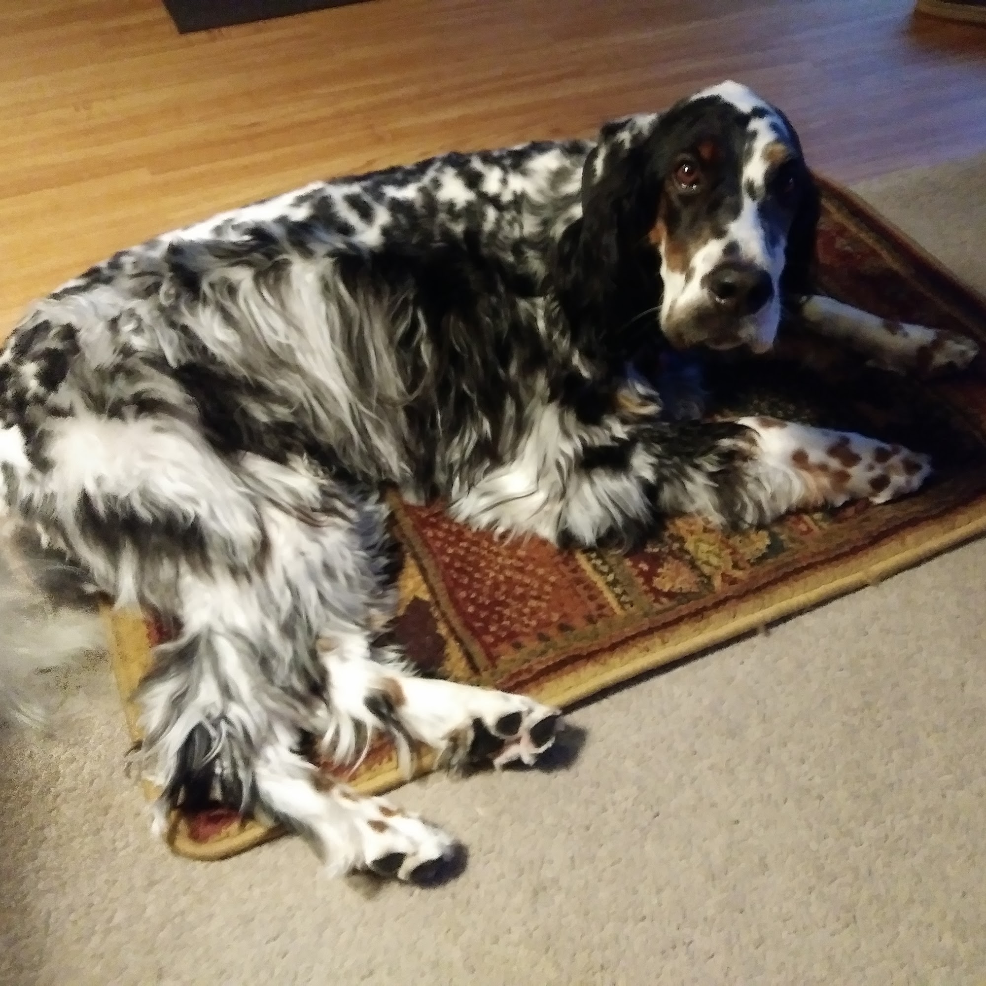 Donaldson Animal Hospital: Maise Kimberley DVM Orion