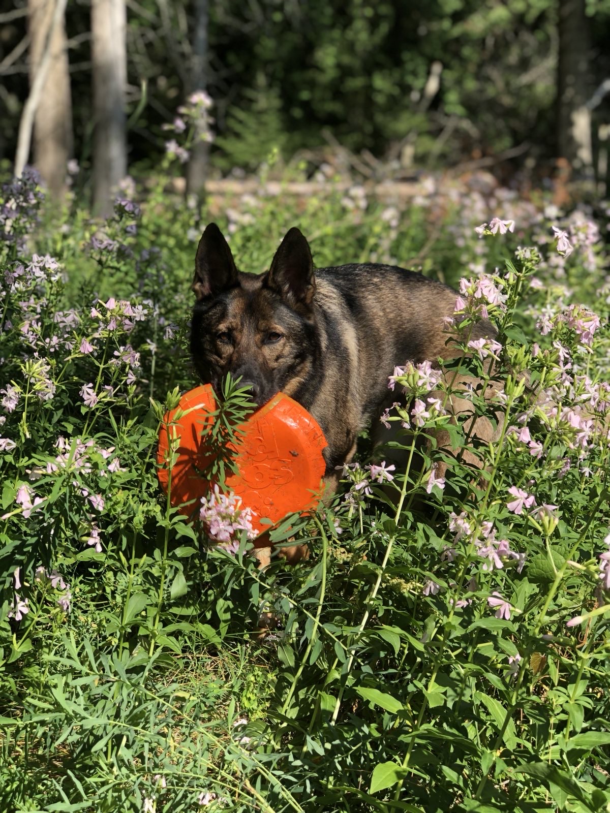 Sunrise Side Grooming Salon Oscoda