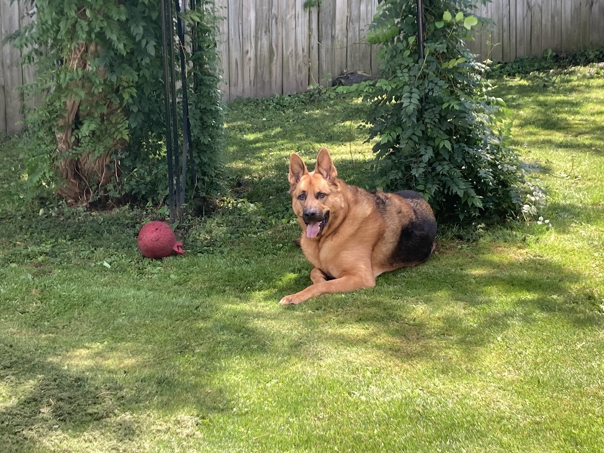 Ovid-Elsie Animal Clinic Ovid