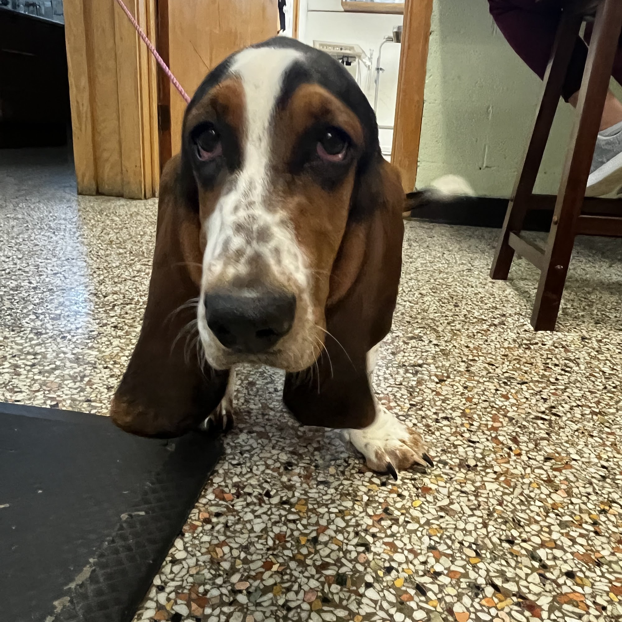 Ovid-Elsie Animal Clinic Ovid