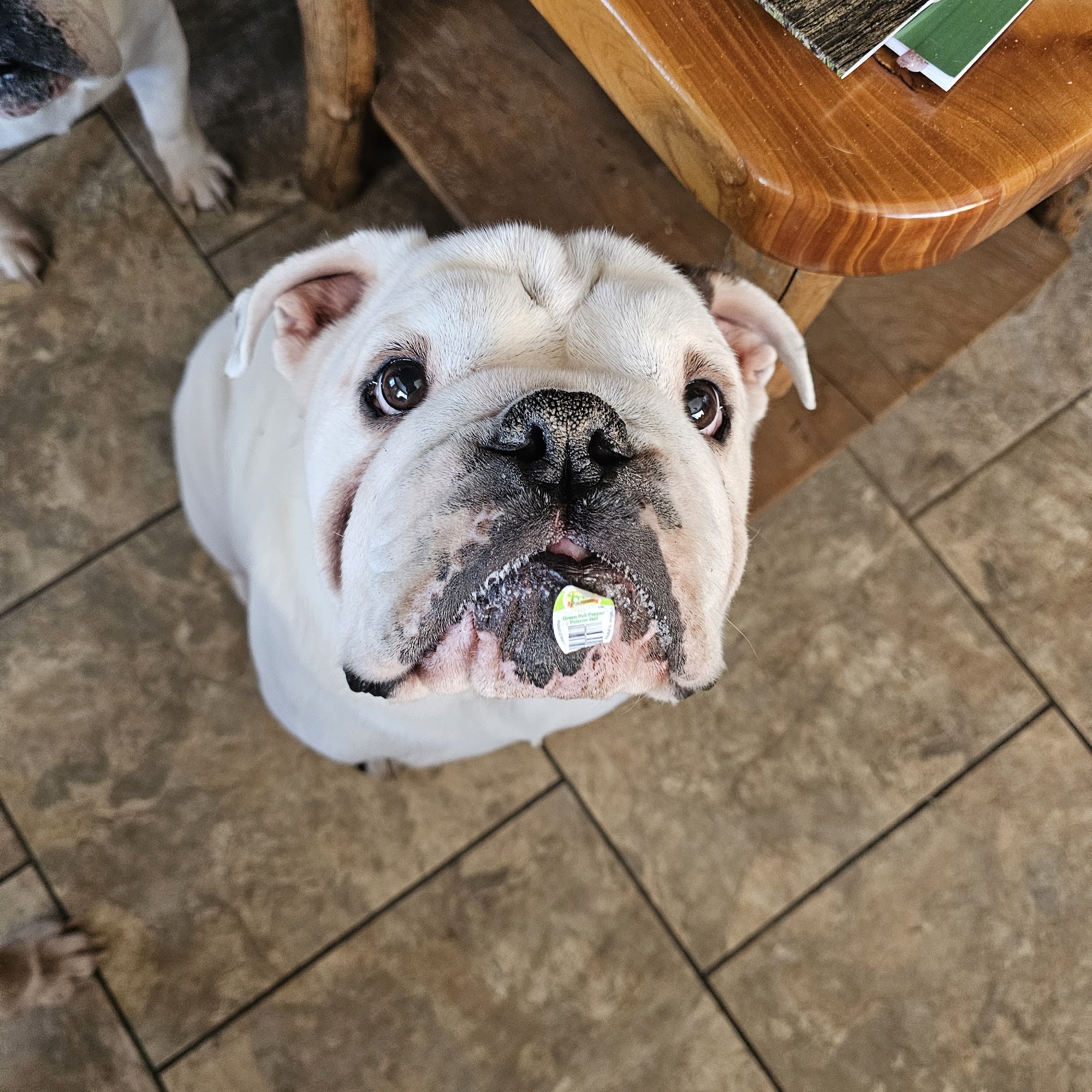 Mid Michigan Vet Surgical Owosso