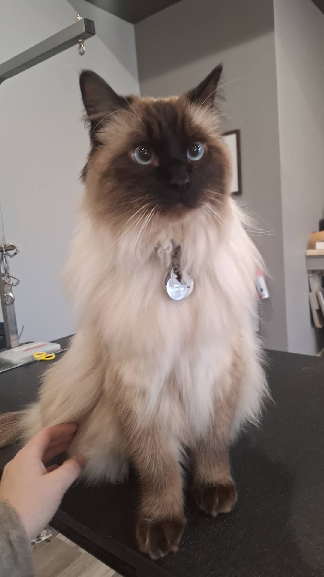 Downtown Hound Owosso