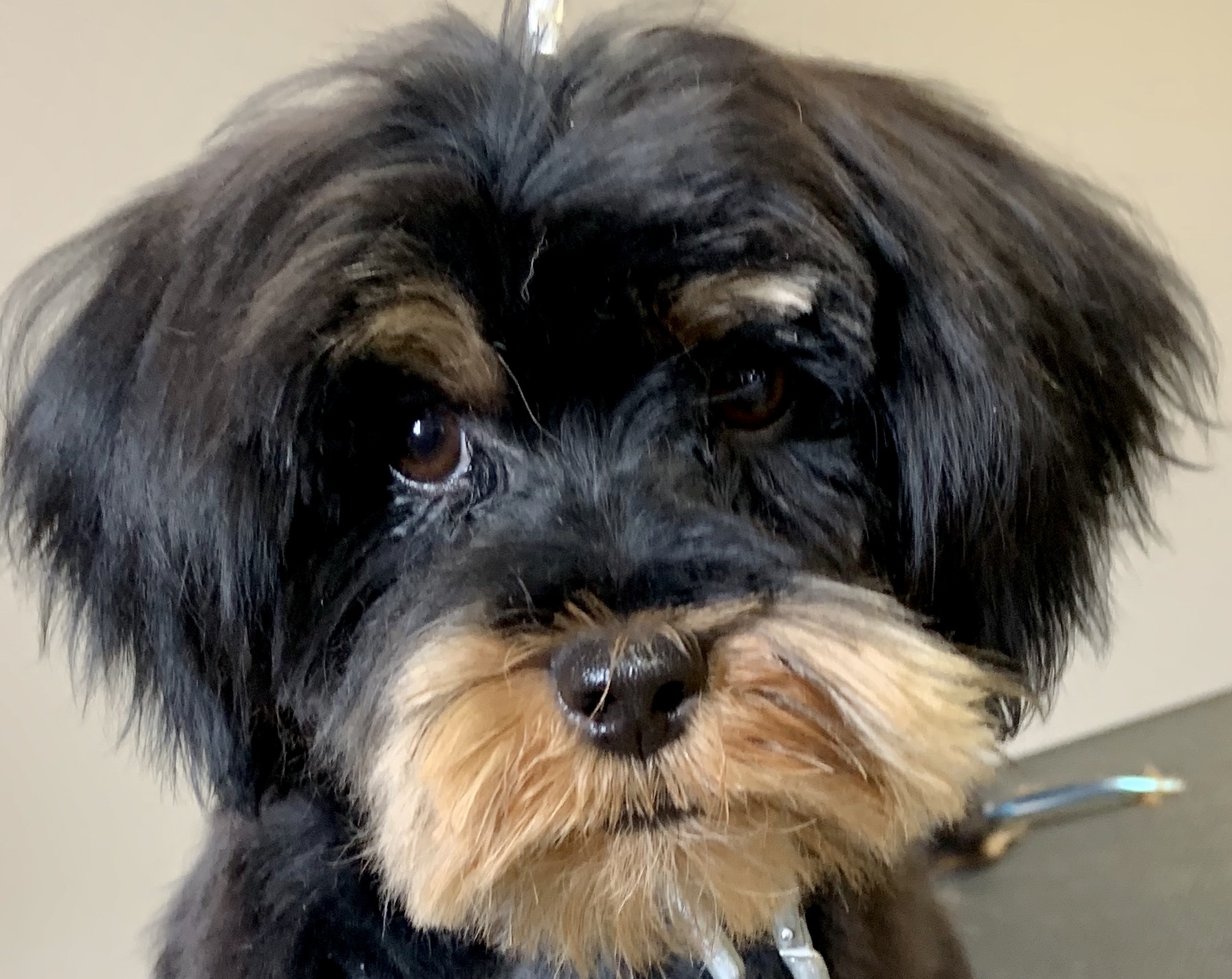 Downtown Hound Owosso