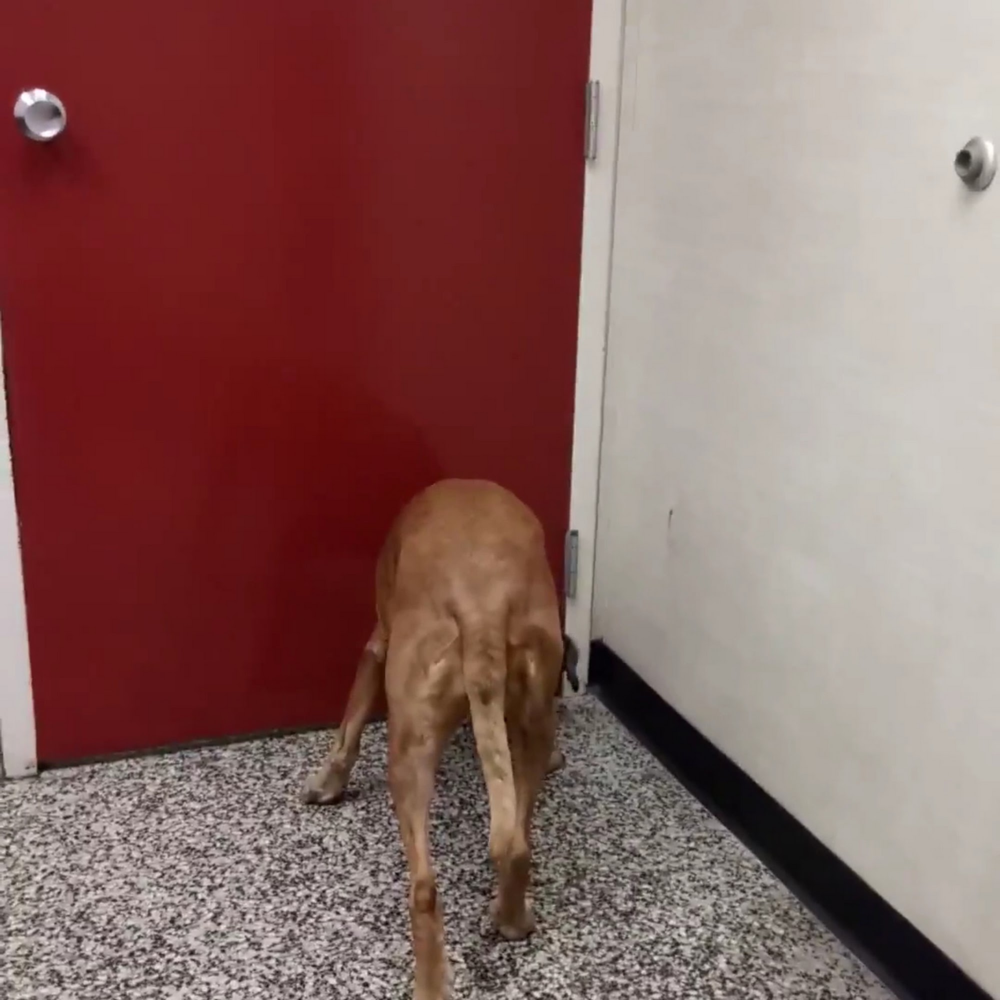 Lakeville Animal Clinic Oxford