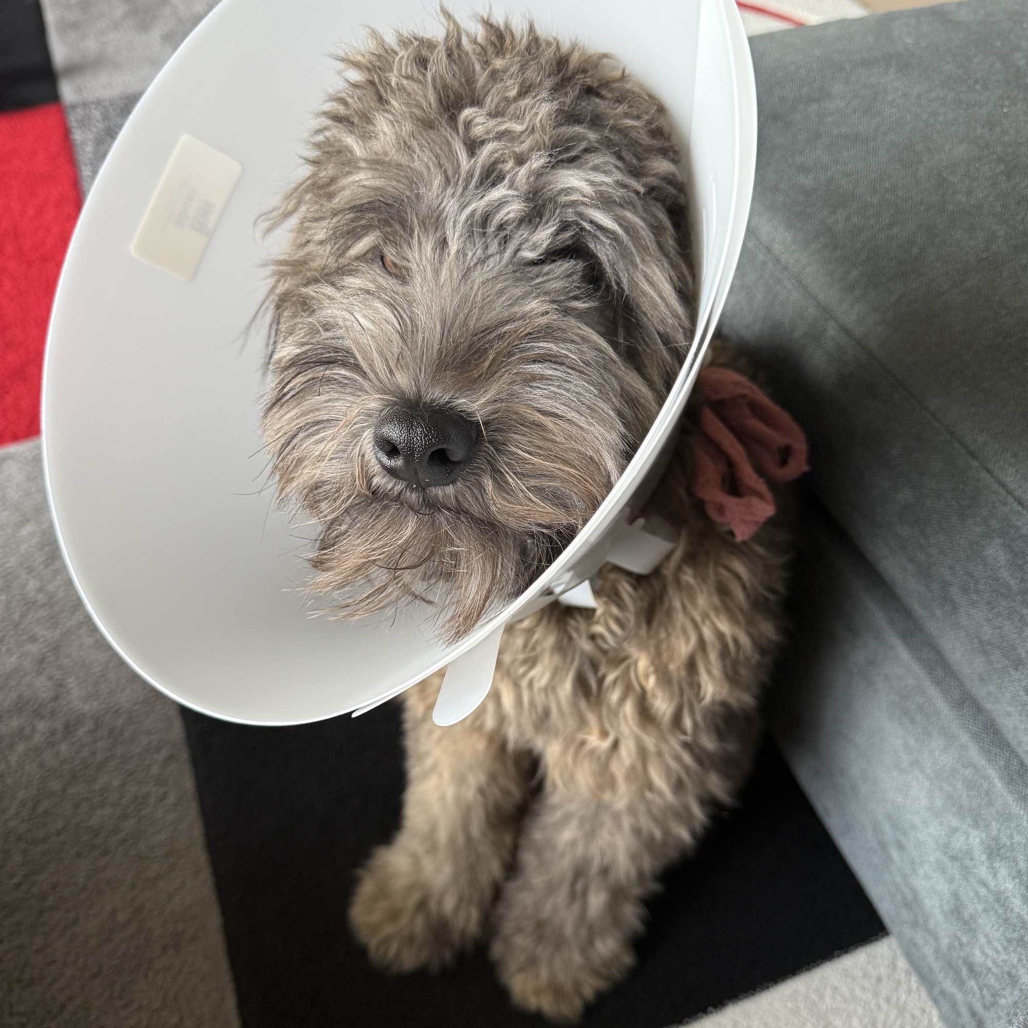 North Oakland Veterinary Associates Oxford