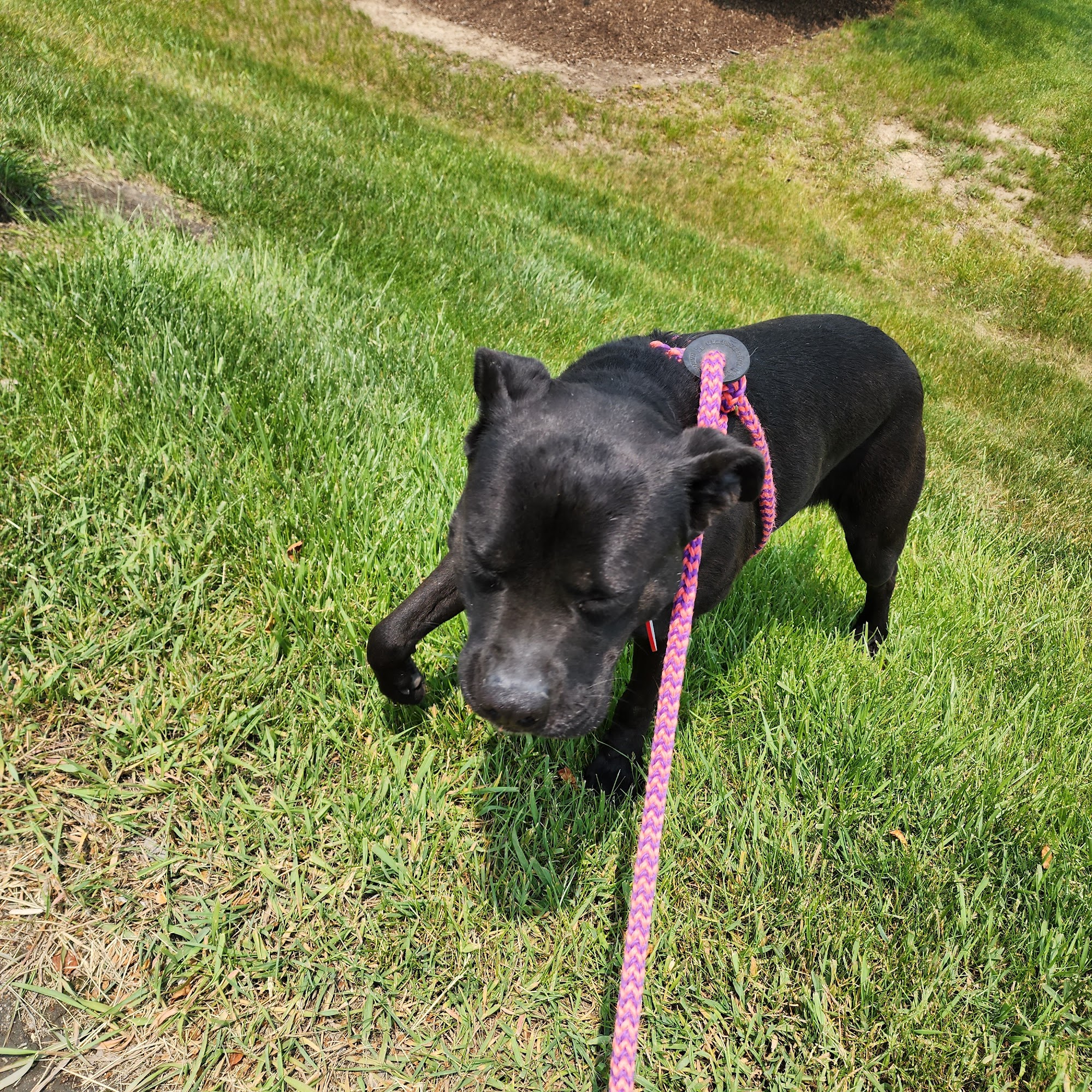 K-9 Stray Rescue League Oxford