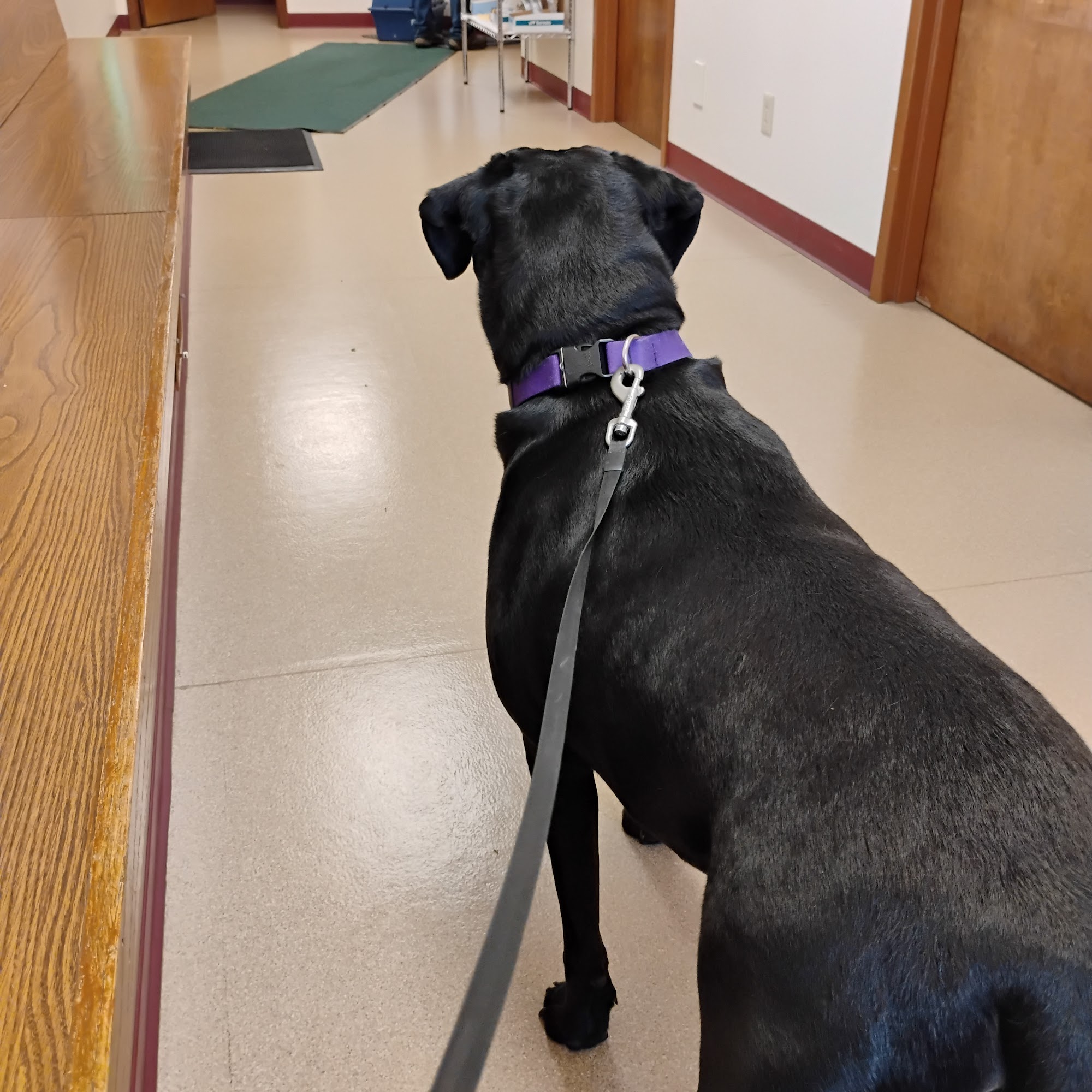 Red Arrow Animal Clinic Paw Paw