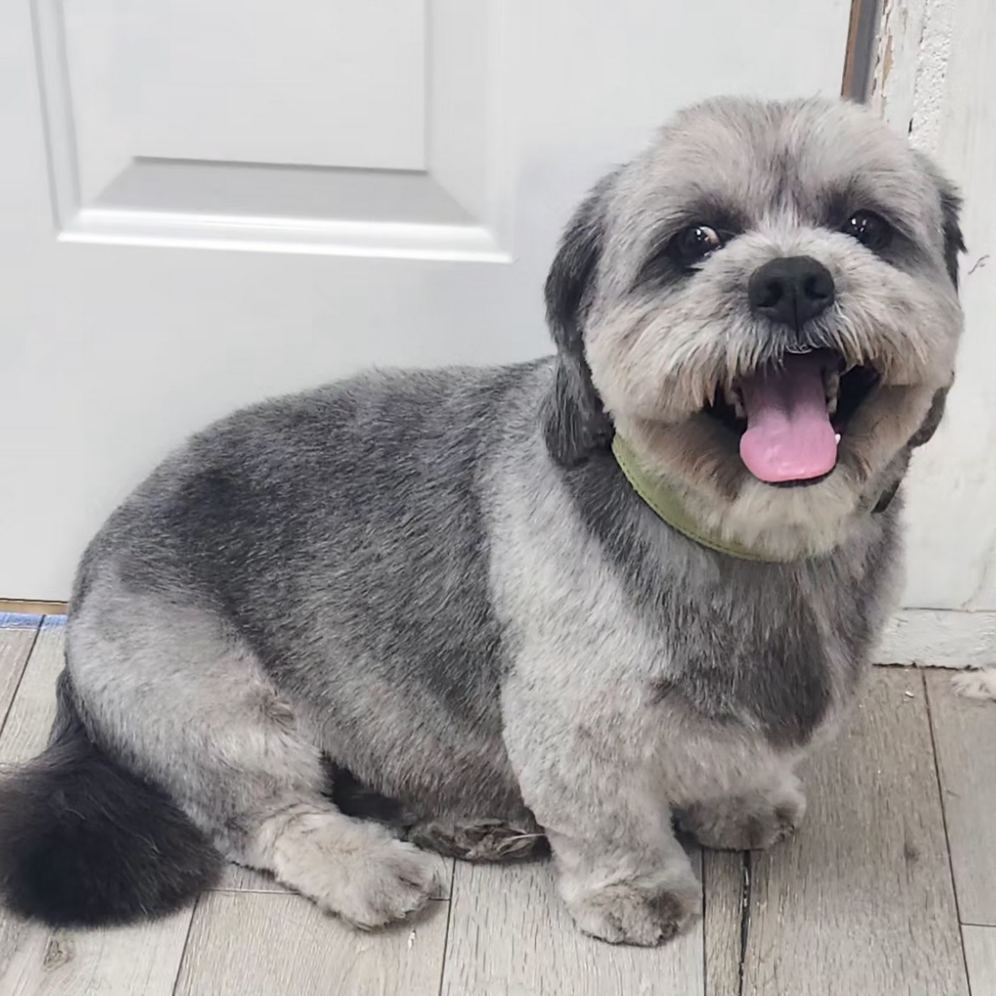 Oo La La Doggie Spa Paw Paw