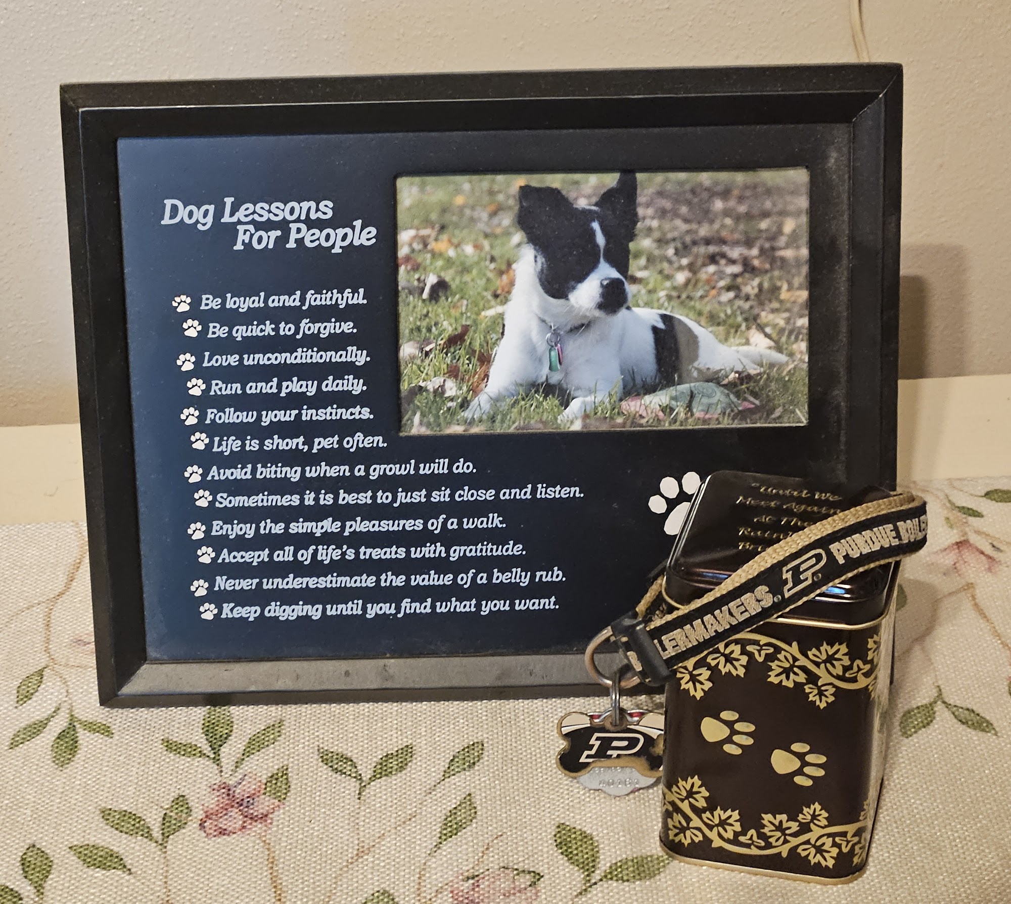 Eve's Groom & Room Paw Paw