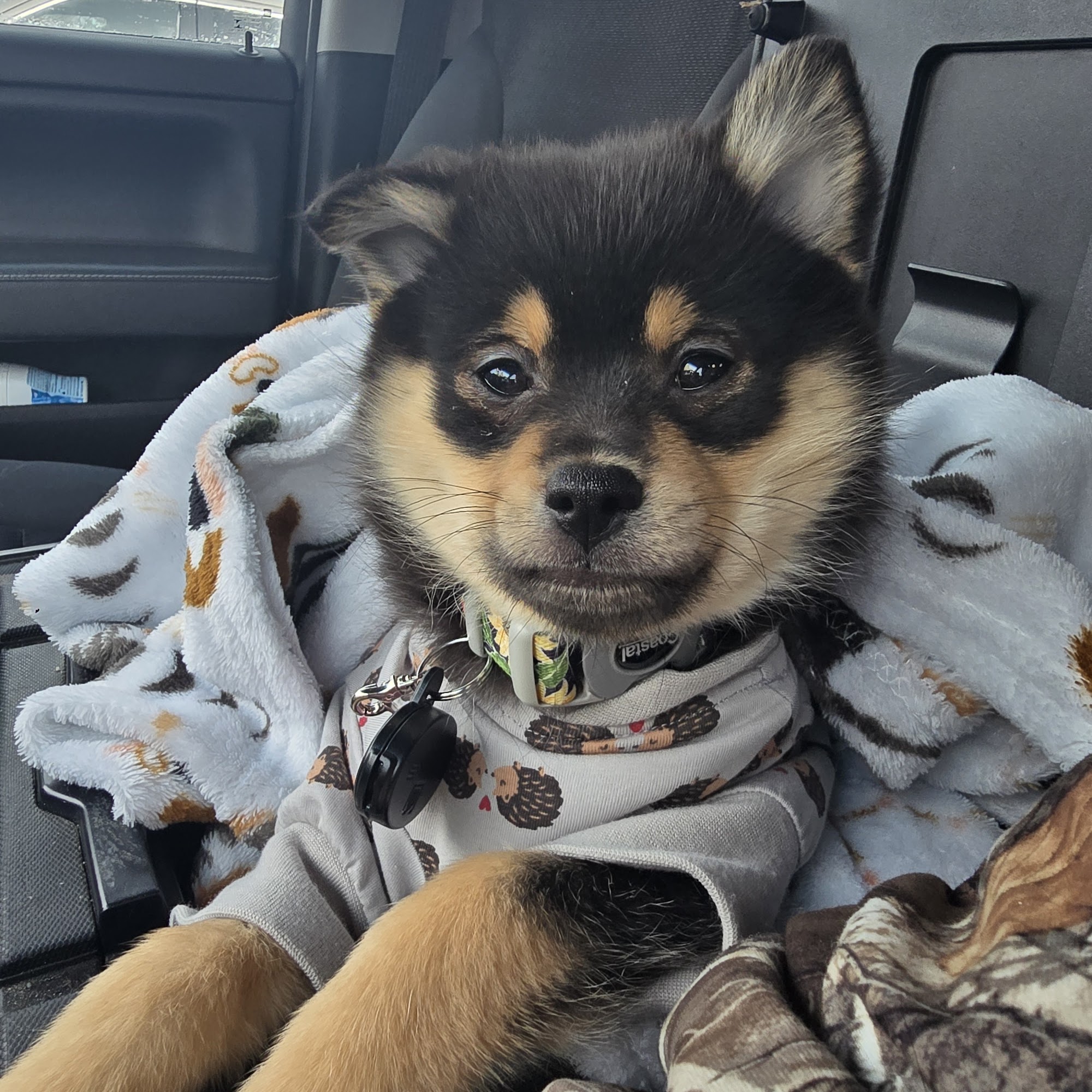 Perry Animal Clinic Perry