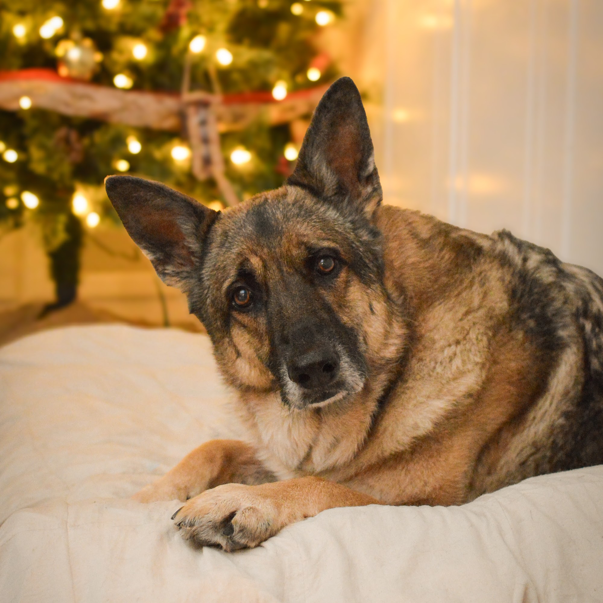 Jensen's Animal Hospital Petoskey