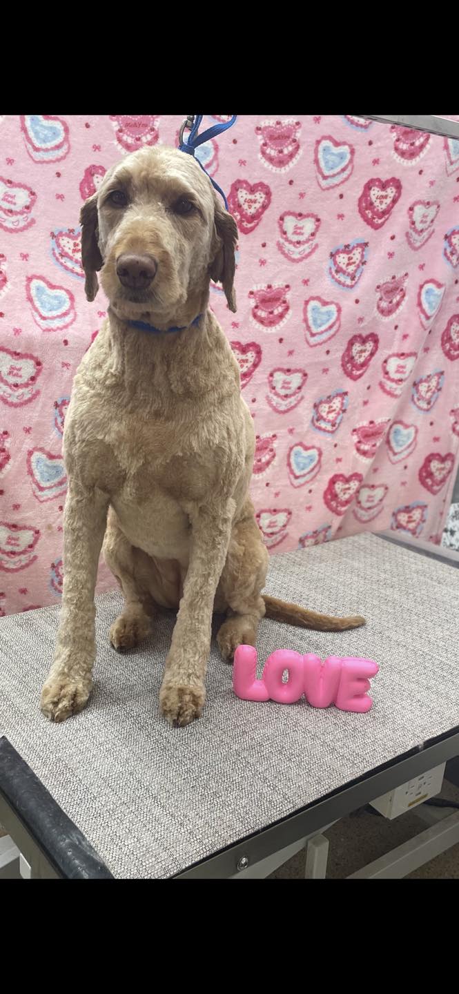 Wags & Purrs Pet Care Center Petoskey