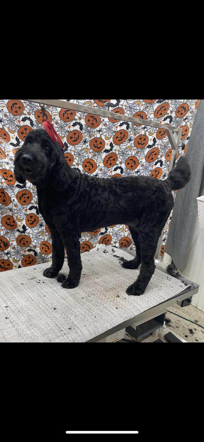 Wags & Purrs Pet Care Center Petoskey