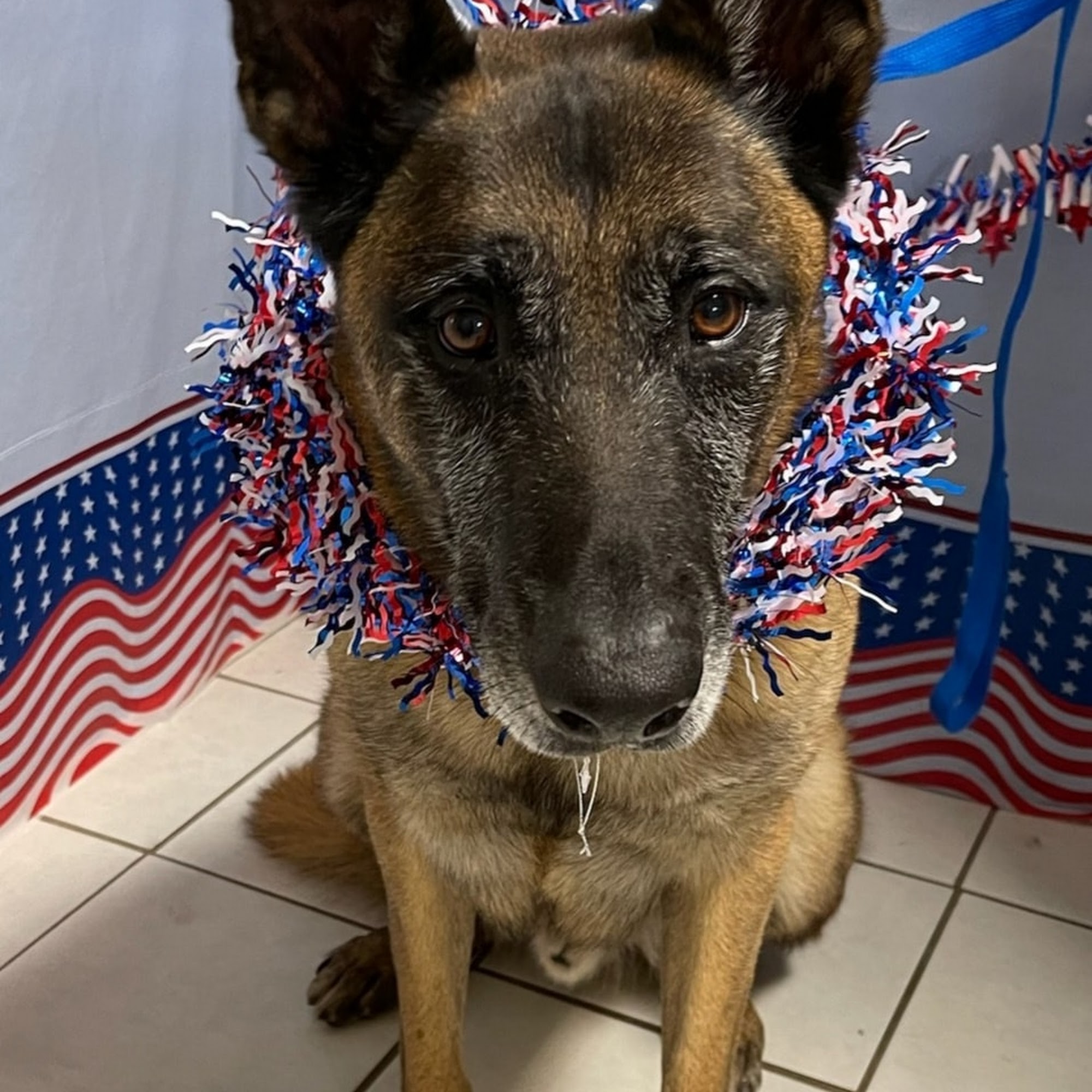 Bay Area Pet Resort Petoskey