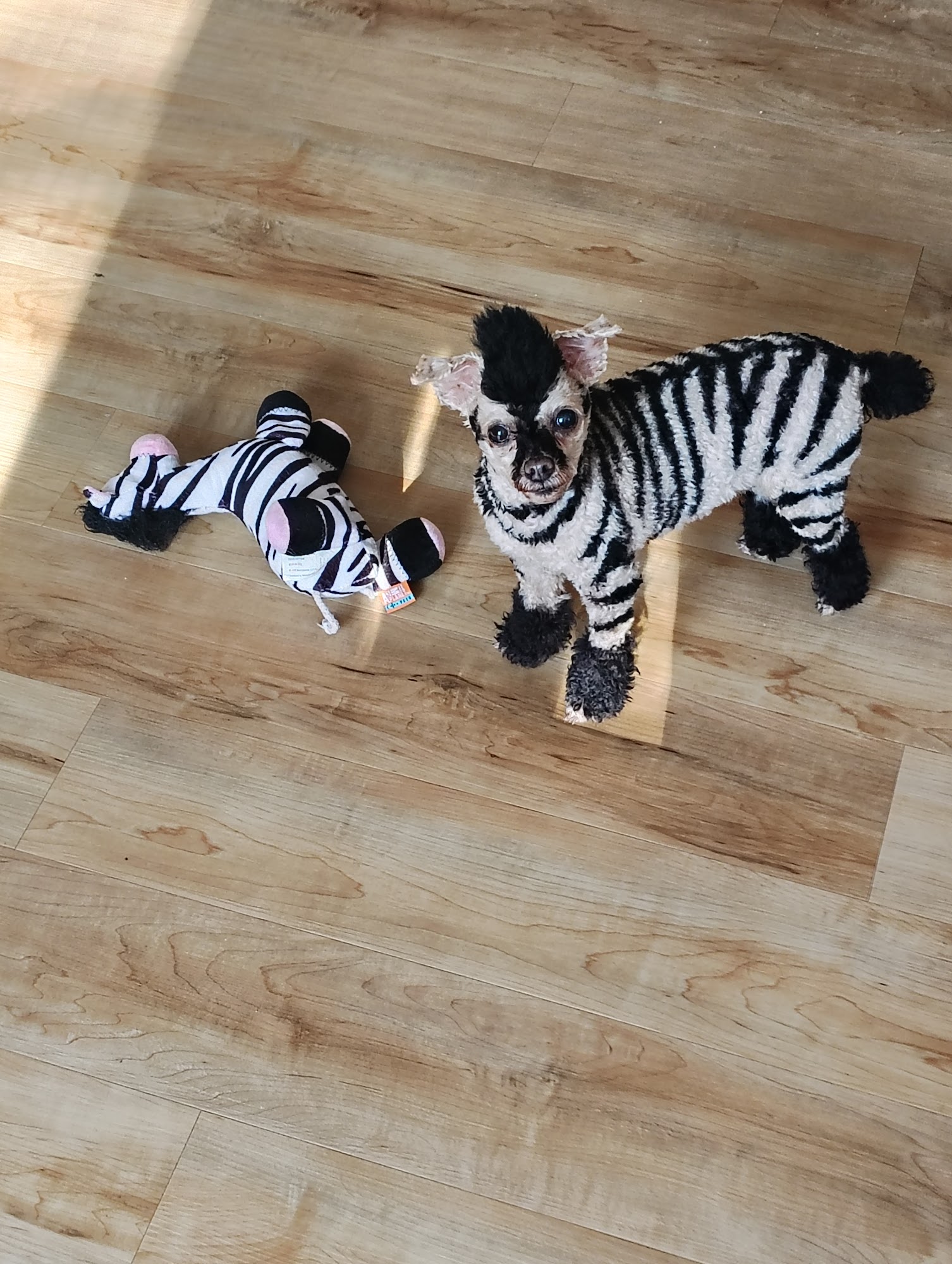 Bay Area Pet Resort Petoskey