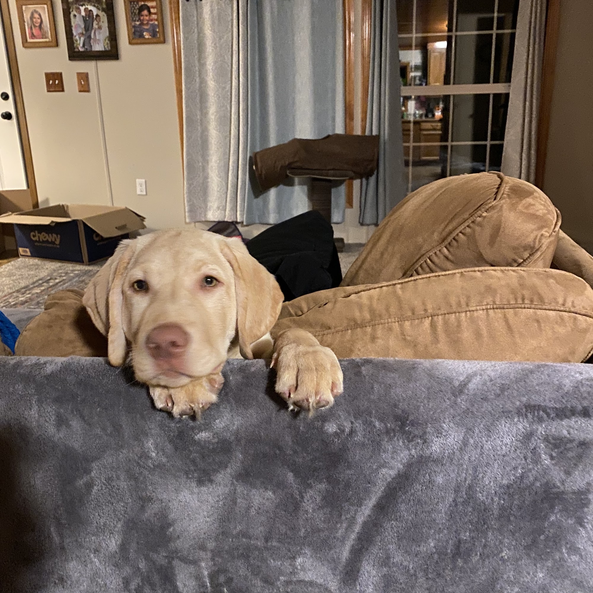 North Woods Labrador Retrievers 6215 Greenwood Rd, Petoskey Michigan 49770