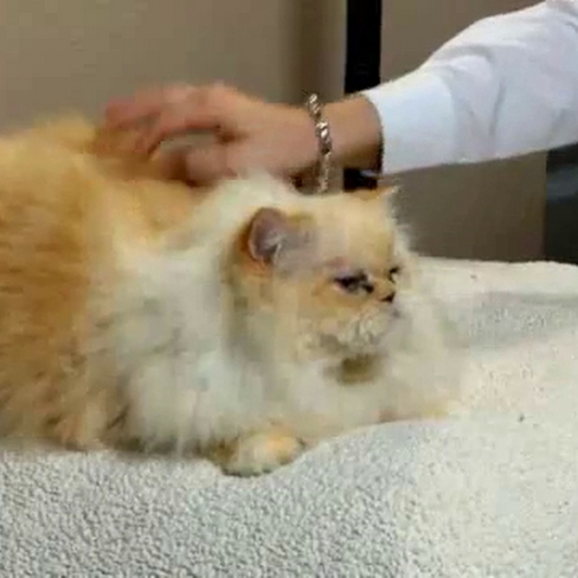 Animal Clinic of Pinckney, PLC Pinckney