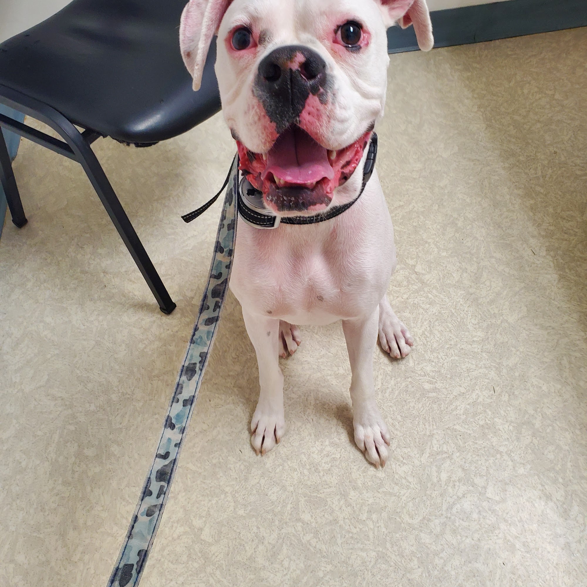 Mill Pond Animal Hospital Pinckney