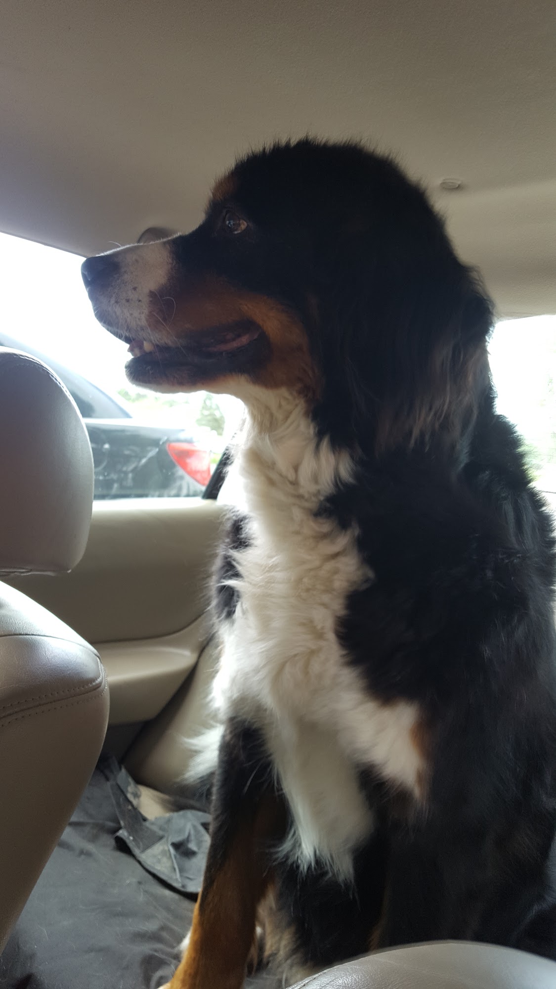 Zorn Animal Clinic Pinconning