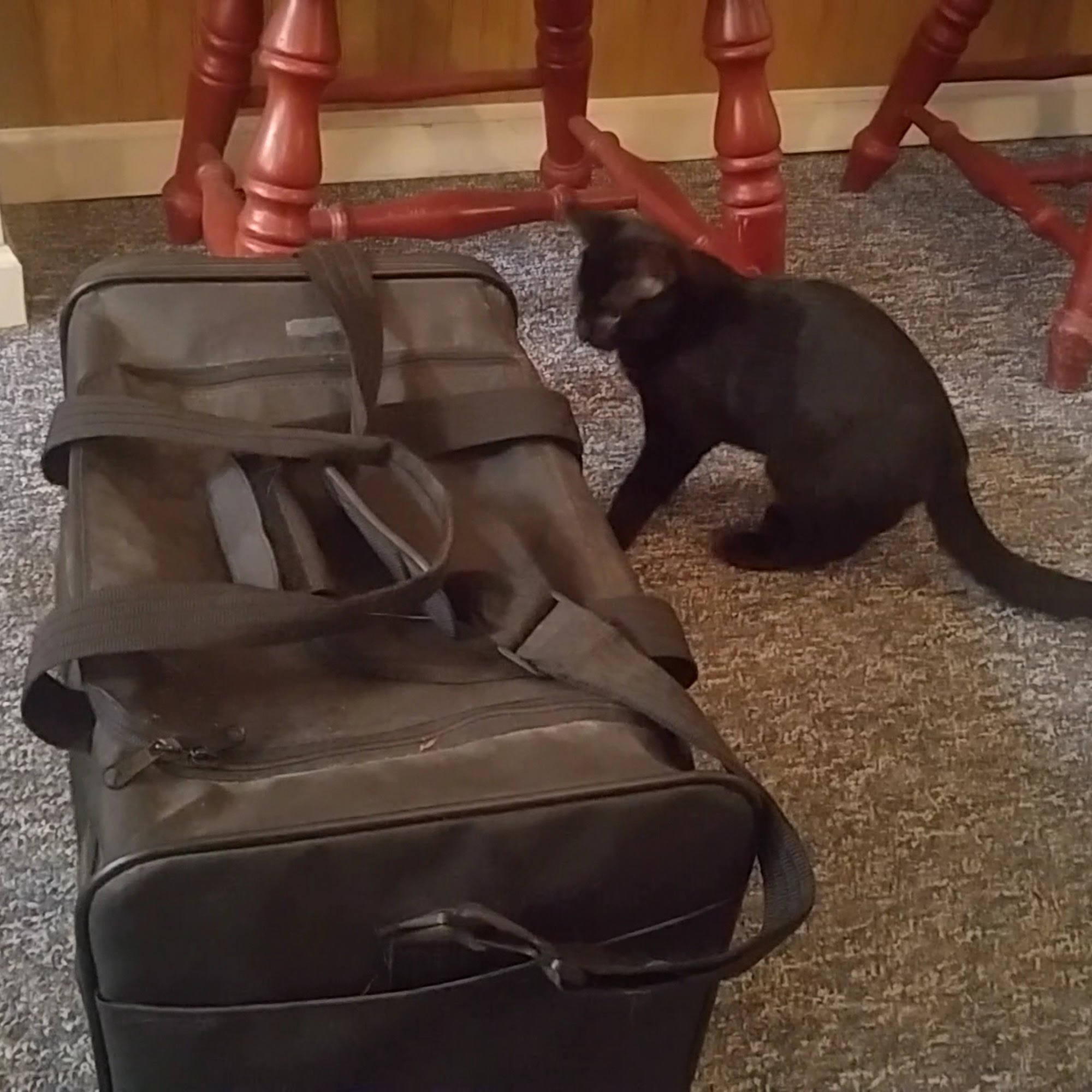 Companion Animal Veterinary Clinic, Inc. Plainwell