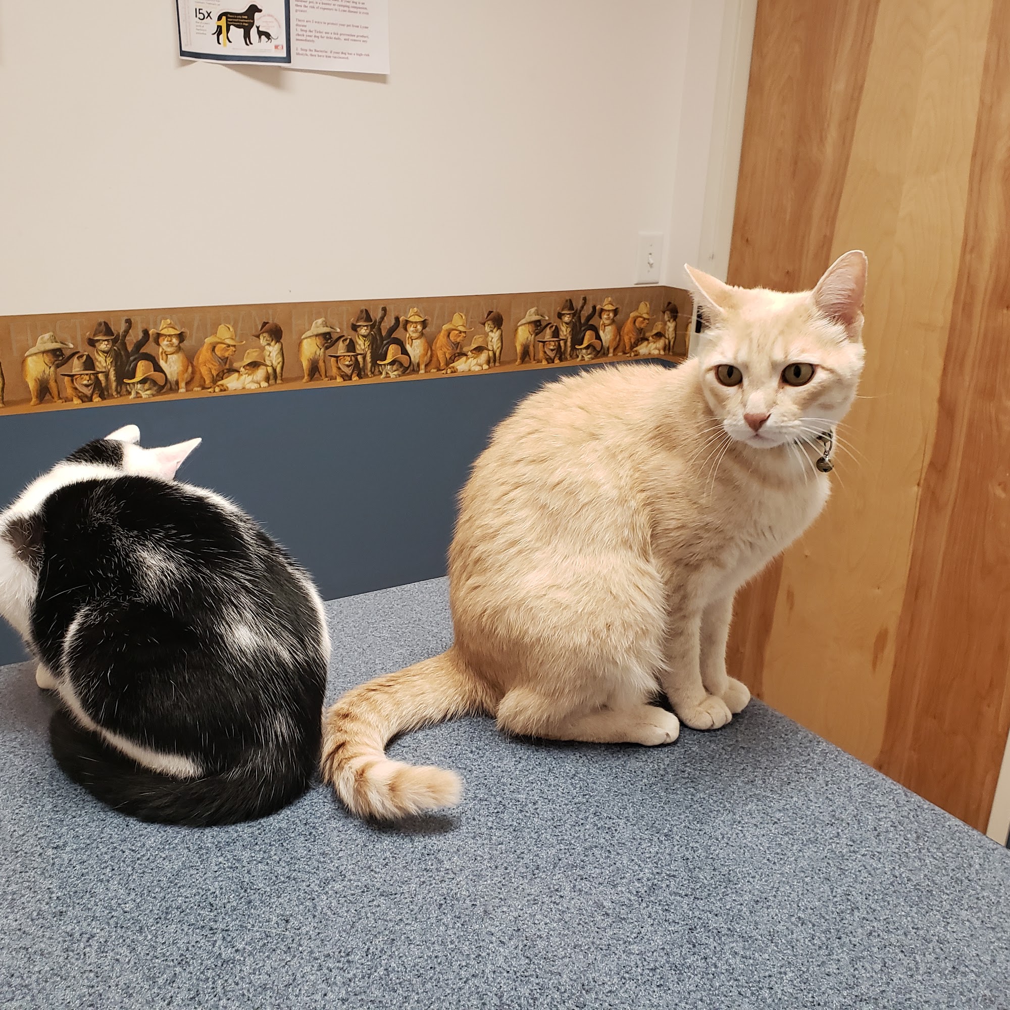 Bluegrass Animal Clinic Plainwell