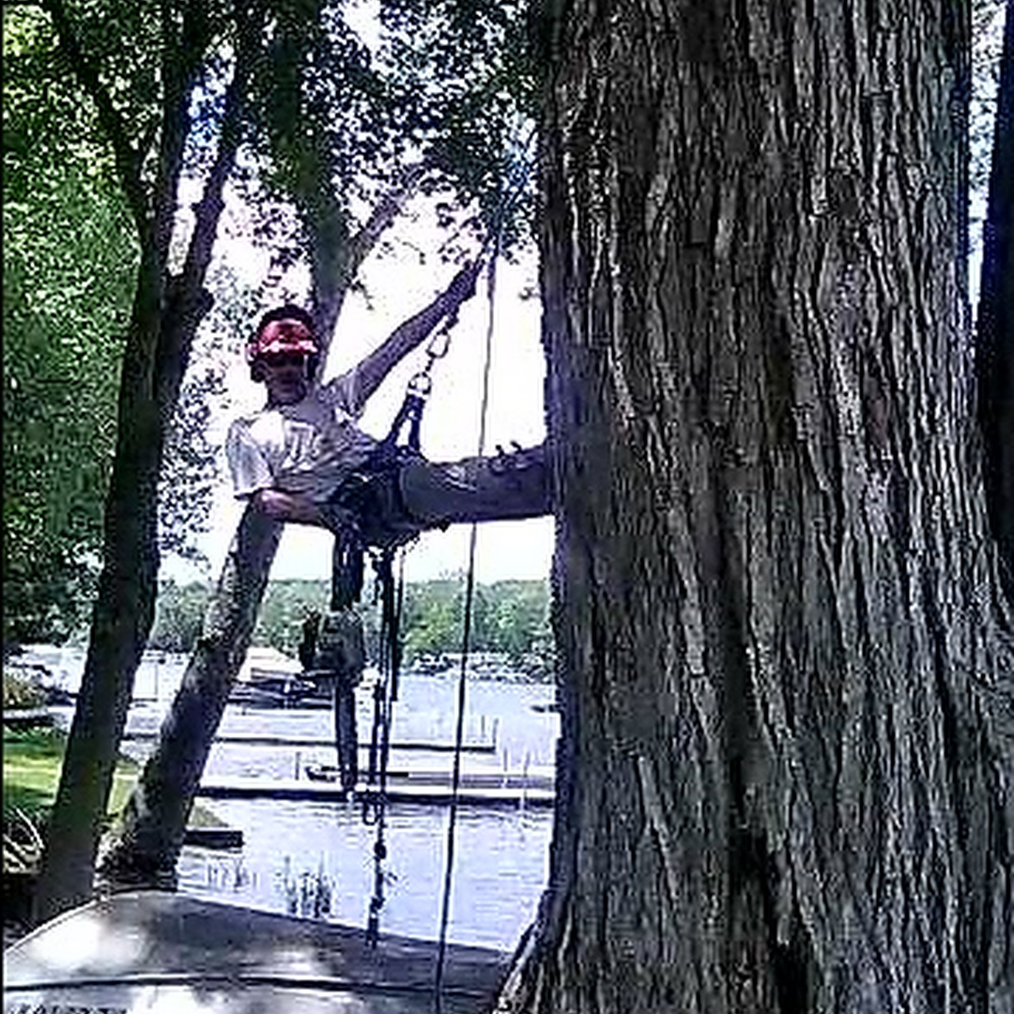 Young's Tree Services, LLC 12120 Southgate Dr, Plainwell Michigan 49080